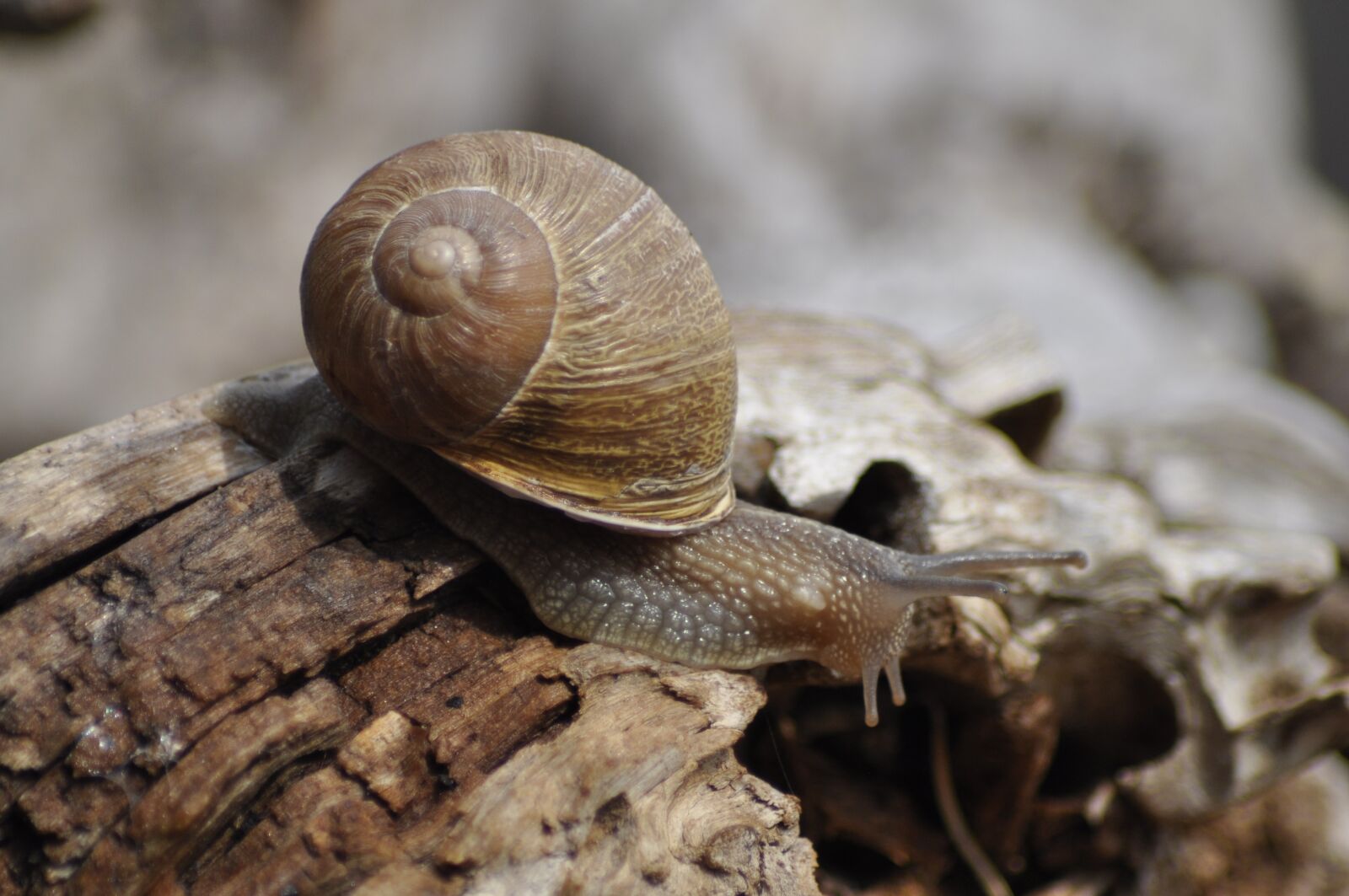 Nikon D90 sample photo. Snail, clam, shell photography