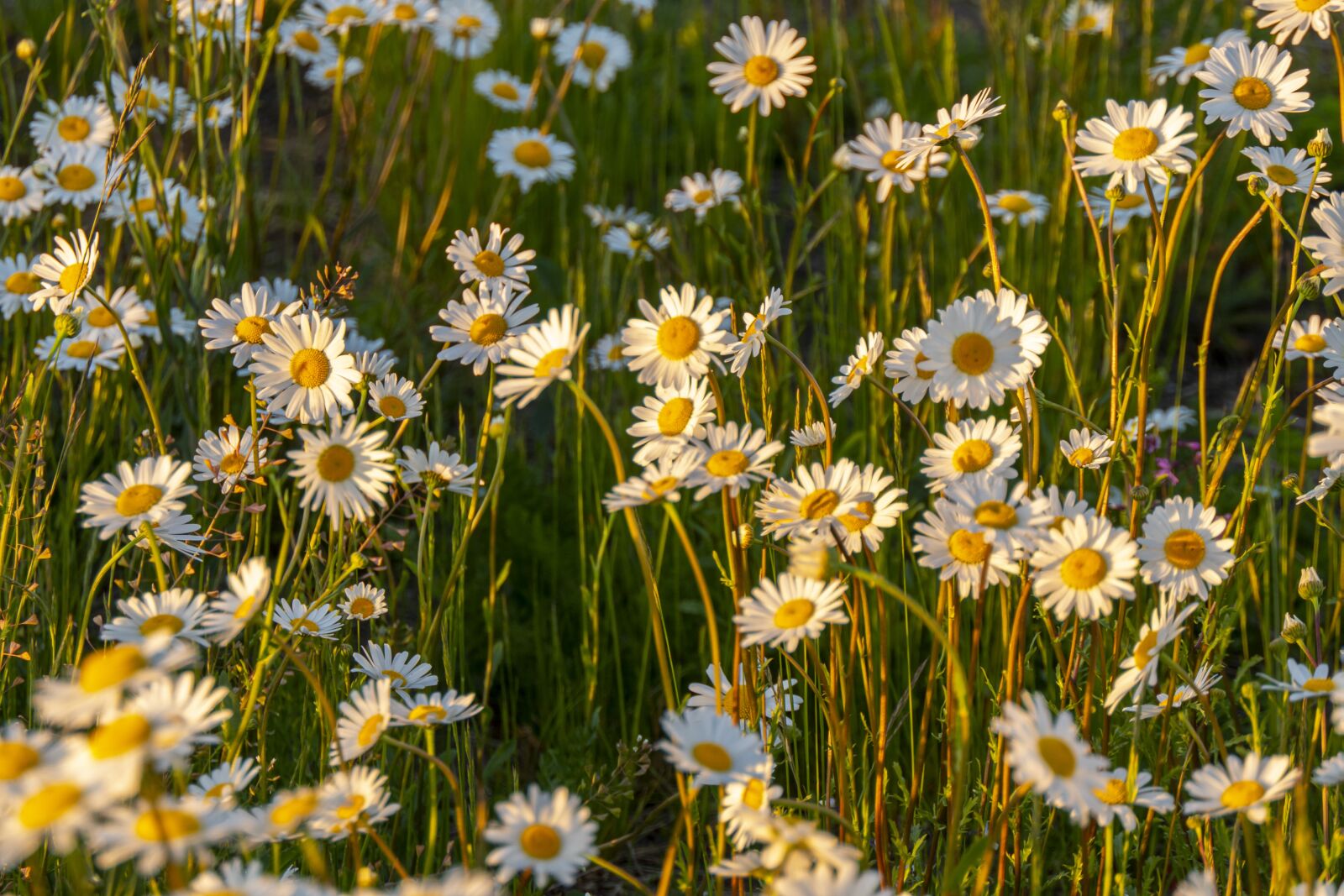 Panasonic Lumix DMC-FZ2500 (Lumix DMC-FZ2000) sample photo. Jastrun, meadow, flower photography