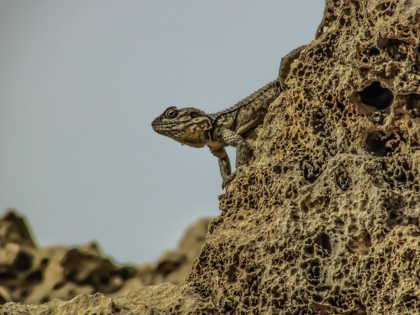 Canon PowerShot SX400 IS sample photo. Nature, reptile, lizard photography