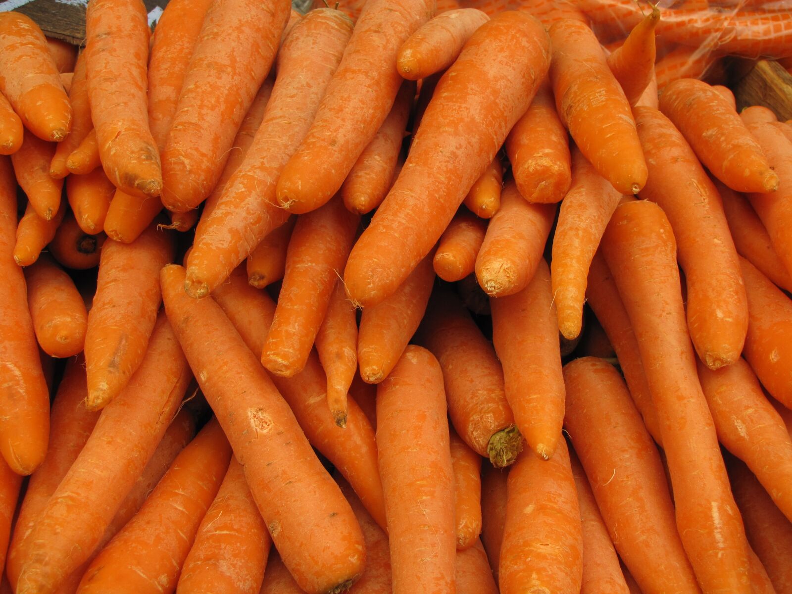 Canon PowerShot SX10 IS sample photo. Root, food, vegetable photography