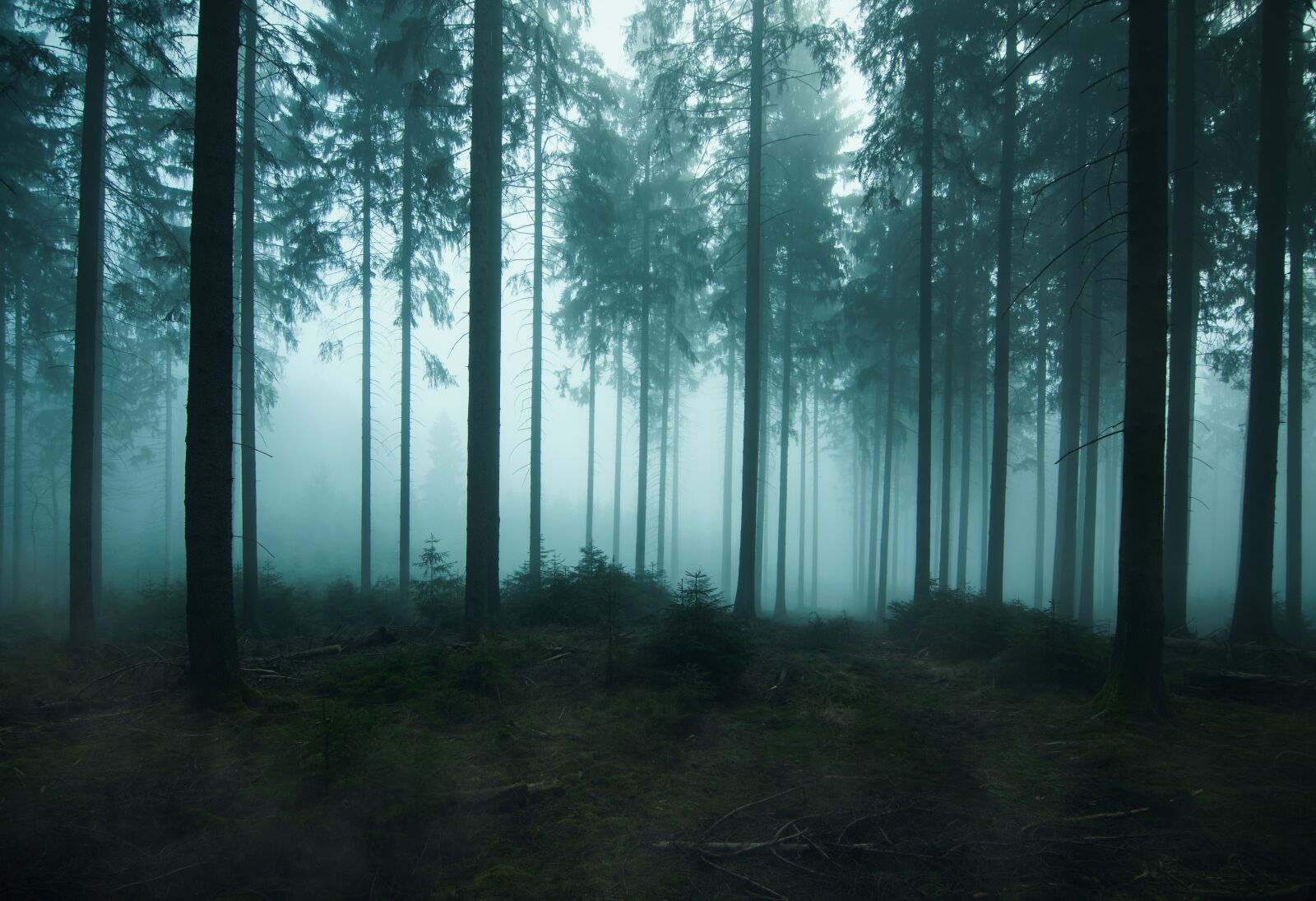 Nikon D5300 sample photo. Forest, fairy tales, nature photography