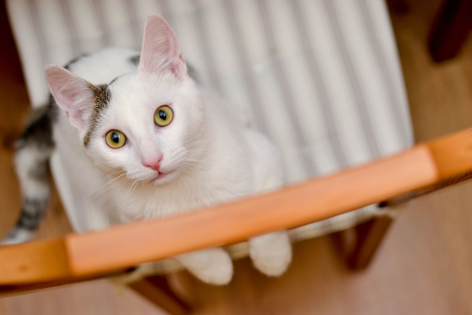 Nikon D3100 sample photo. Cat, domestic cat, pets photography