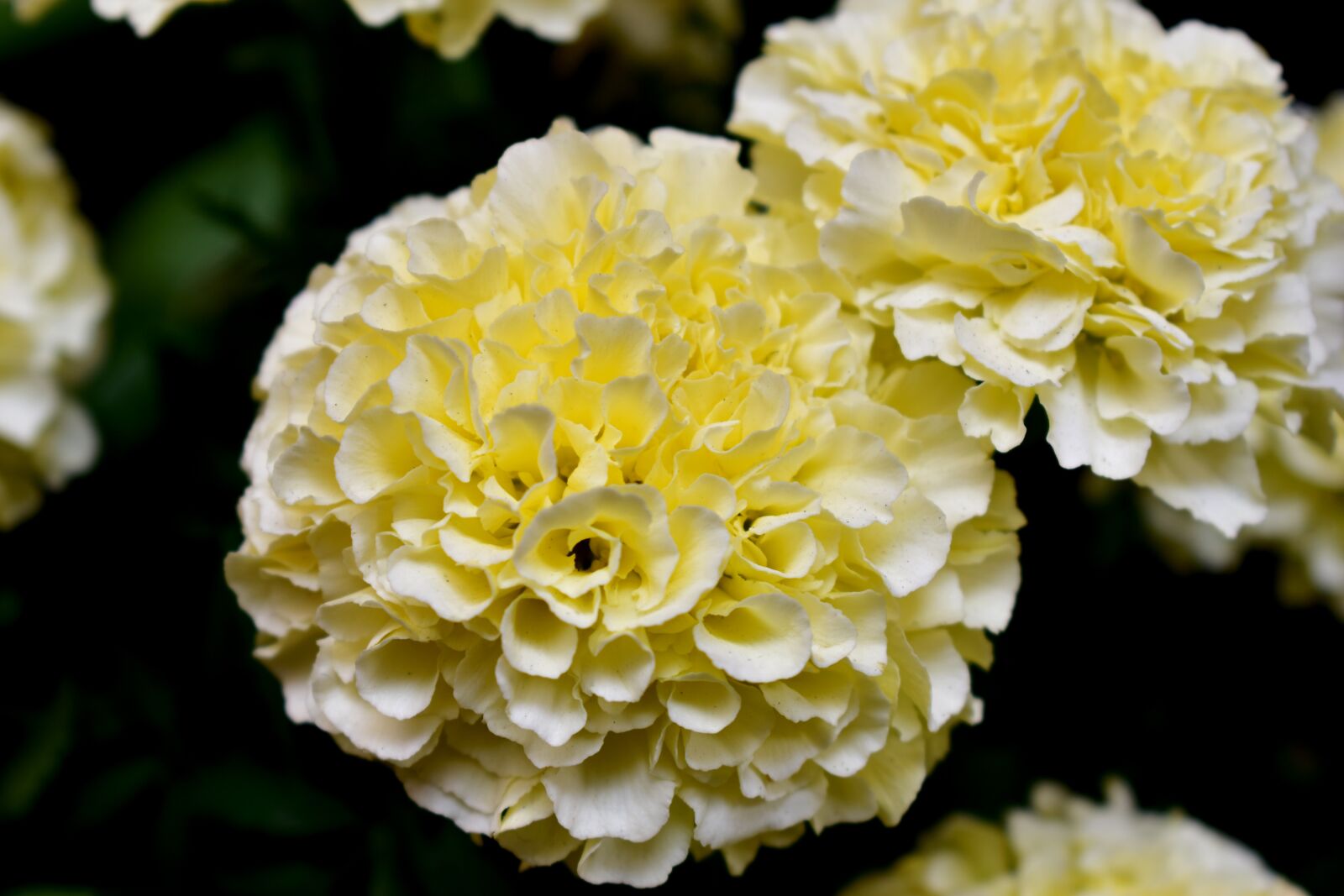 Nikon D5600 sample photo. Flower, flowers, dead photography