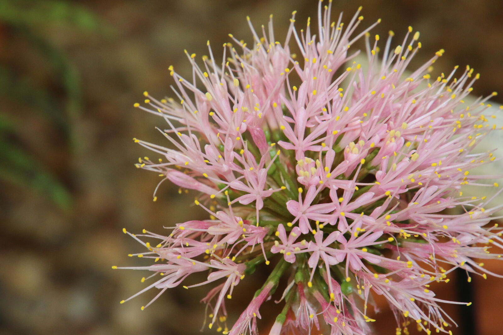 Canon EOS 7D Mark II sample photo. Flower, garden, pink, pink photography