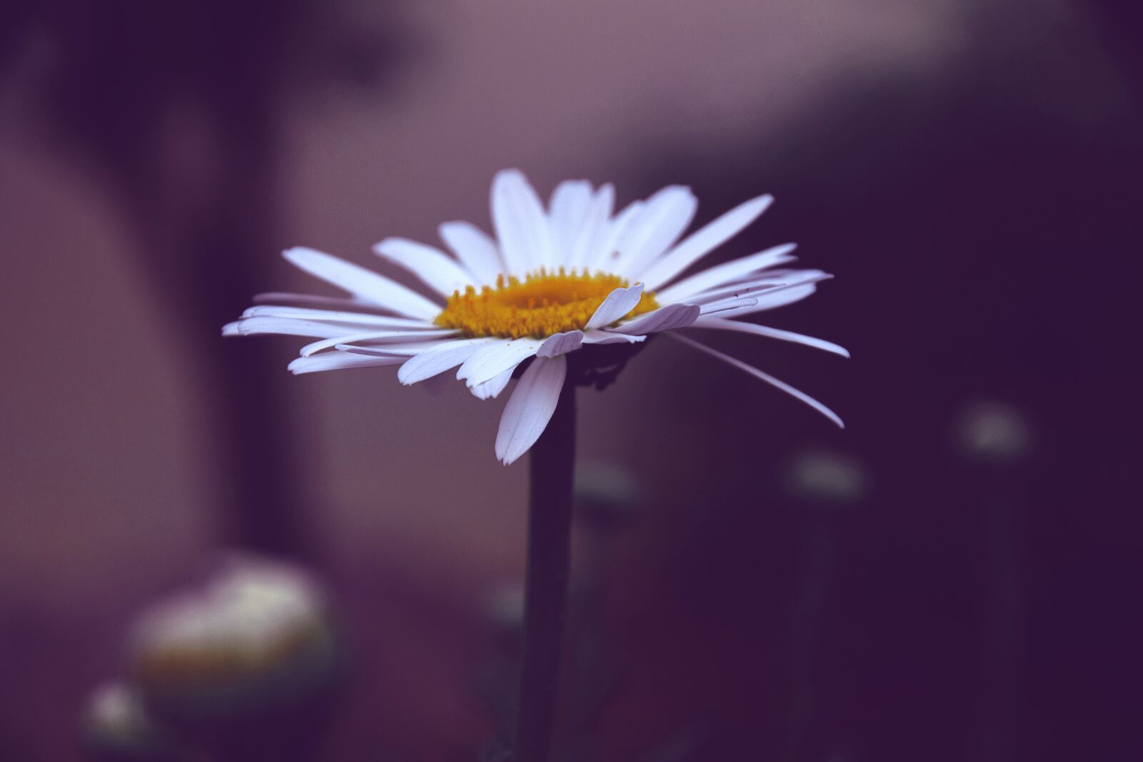 Nikon D3300 sample photo. Margaret, summer, contrast photography