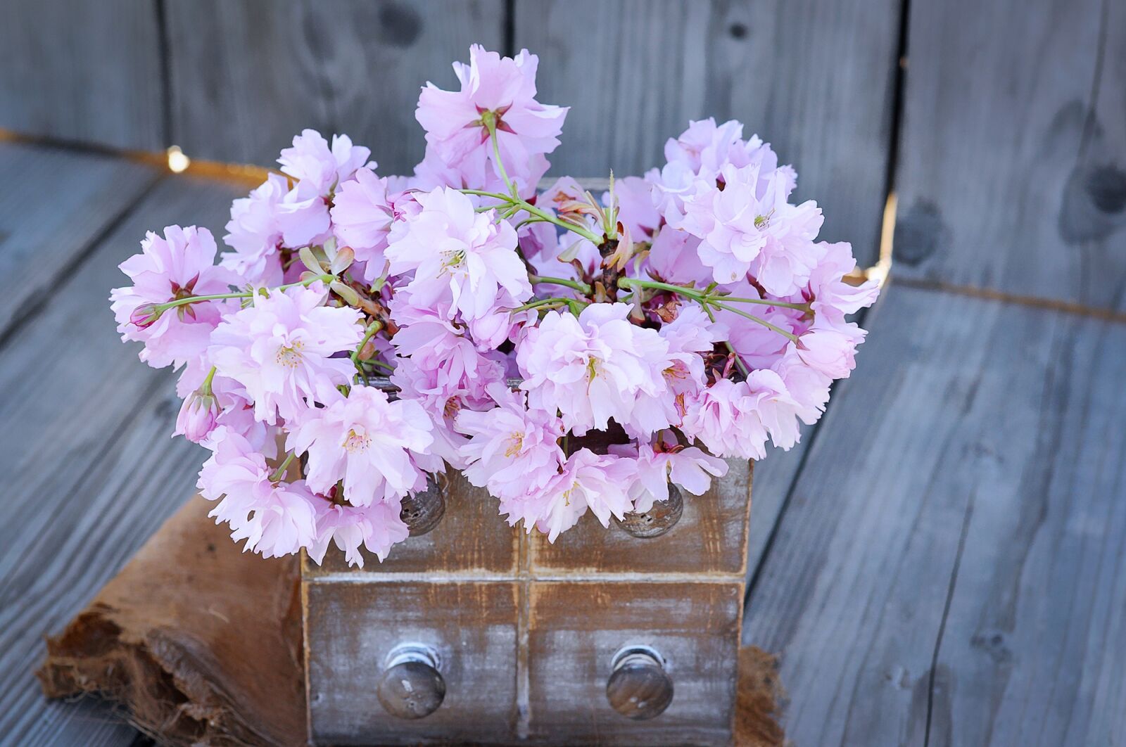 Nikon D90 sample photo. Flowers, pink, pink flowers photography