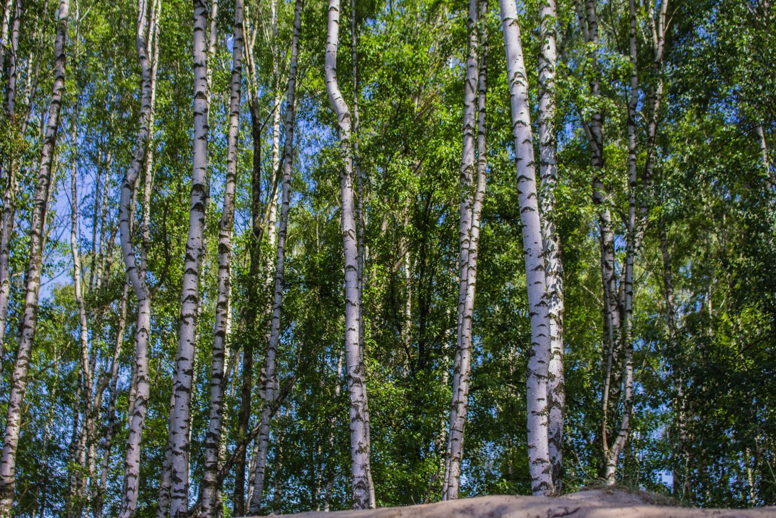 Canon EOS 700D (EOS Rebel T5i / EOS Kiss X7i) sample photo. Birch, sunny day, tree photography