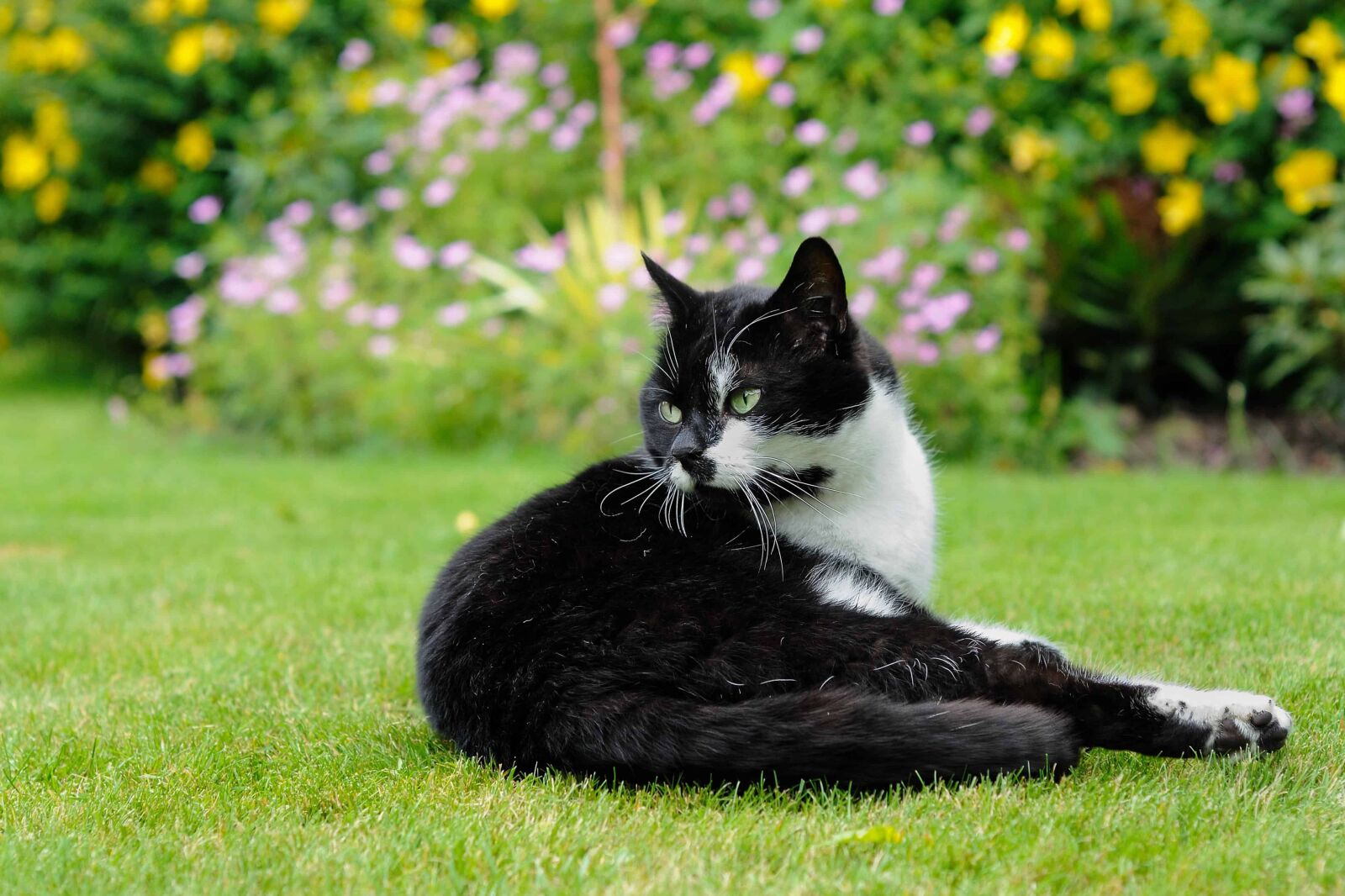 Nikon D300 sample photo. Cat, nature, cute, grass photography