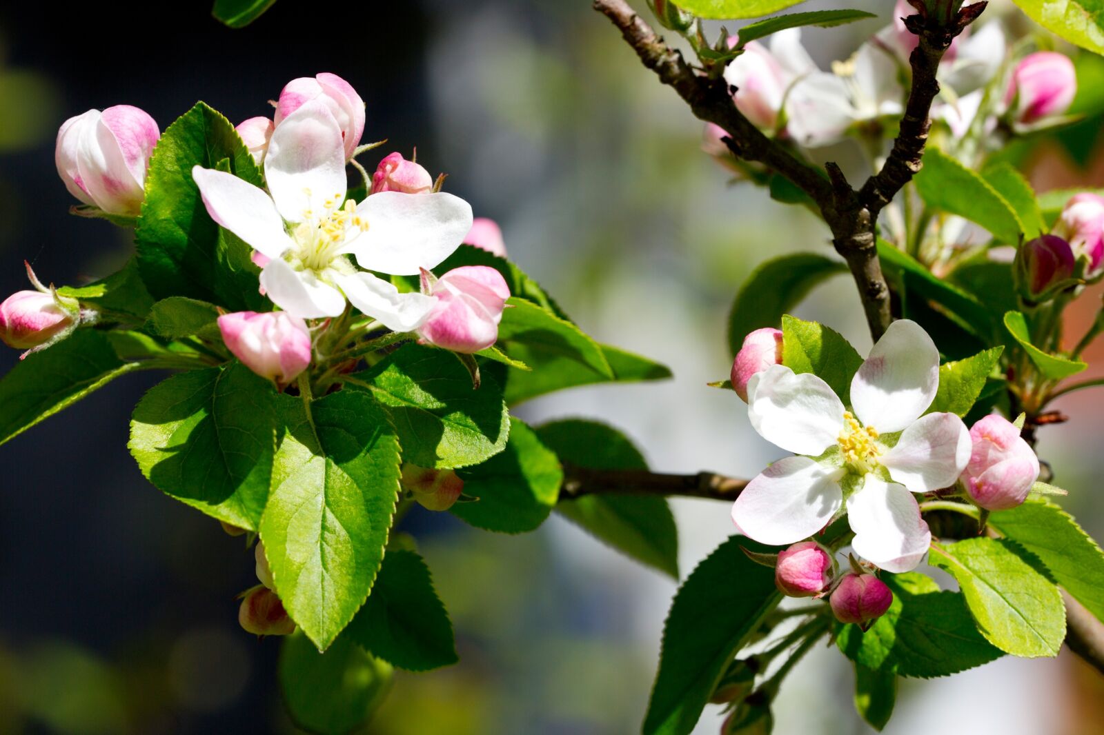 Canon EOS 5D Mark III sample photo. Apple blossom, flowers, apple photography