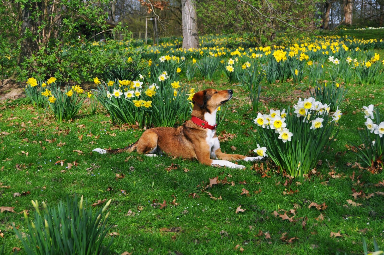 Nikon D5000 sample photo. Dog, concerns, hybrid photography