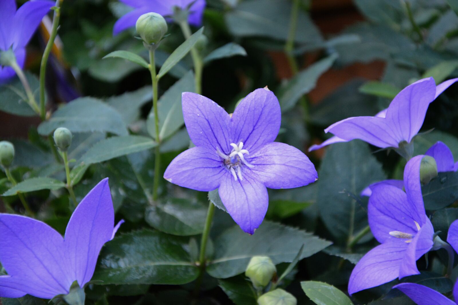 Nikon D5200 sample photo. Flower, purple flowers, green photography