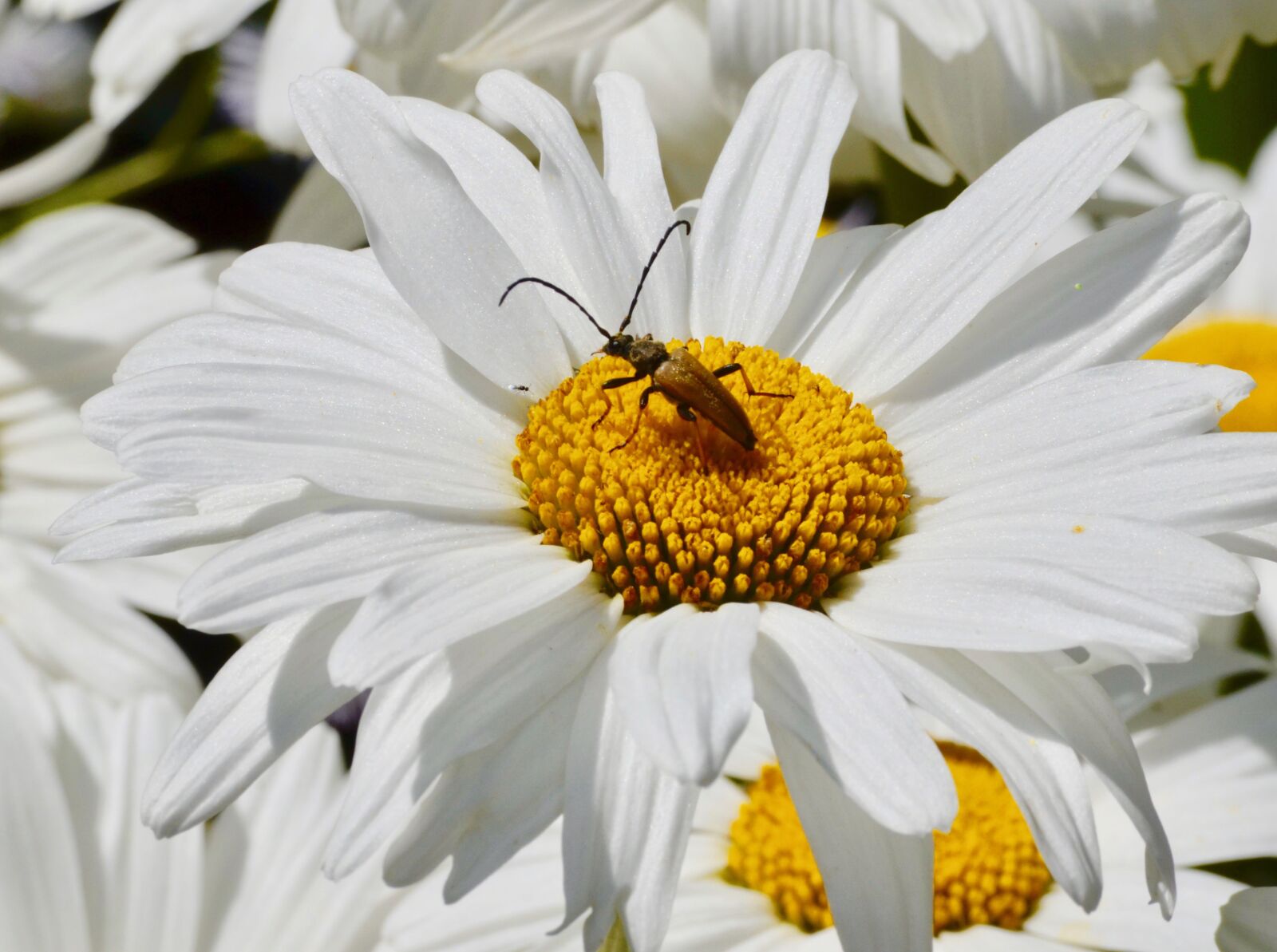 Nikon D5100 sample photo. Marguerite, blossom, bloom photography