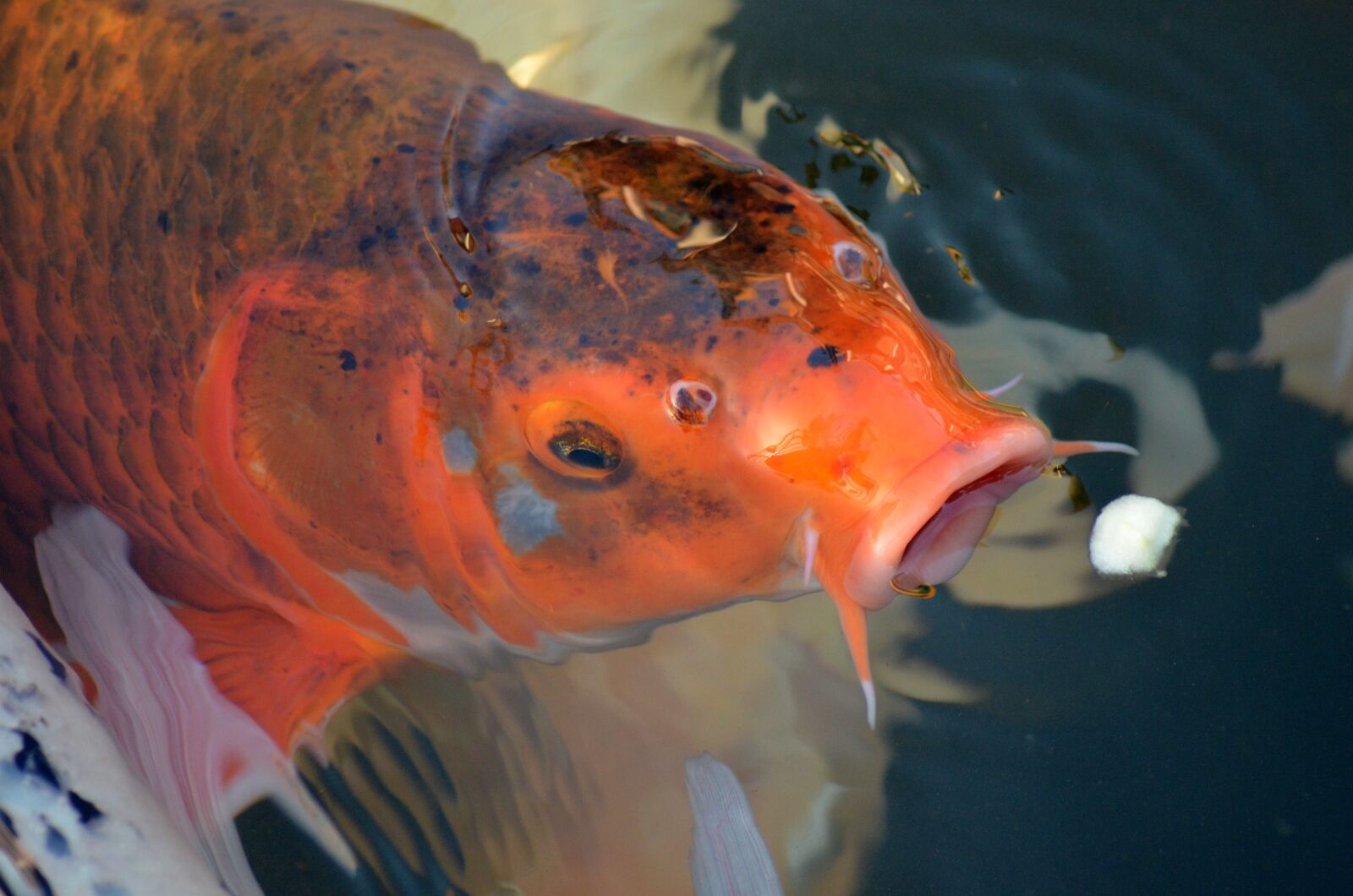 Nikon D5100 sample photo. Nature, fish, koi carp photography