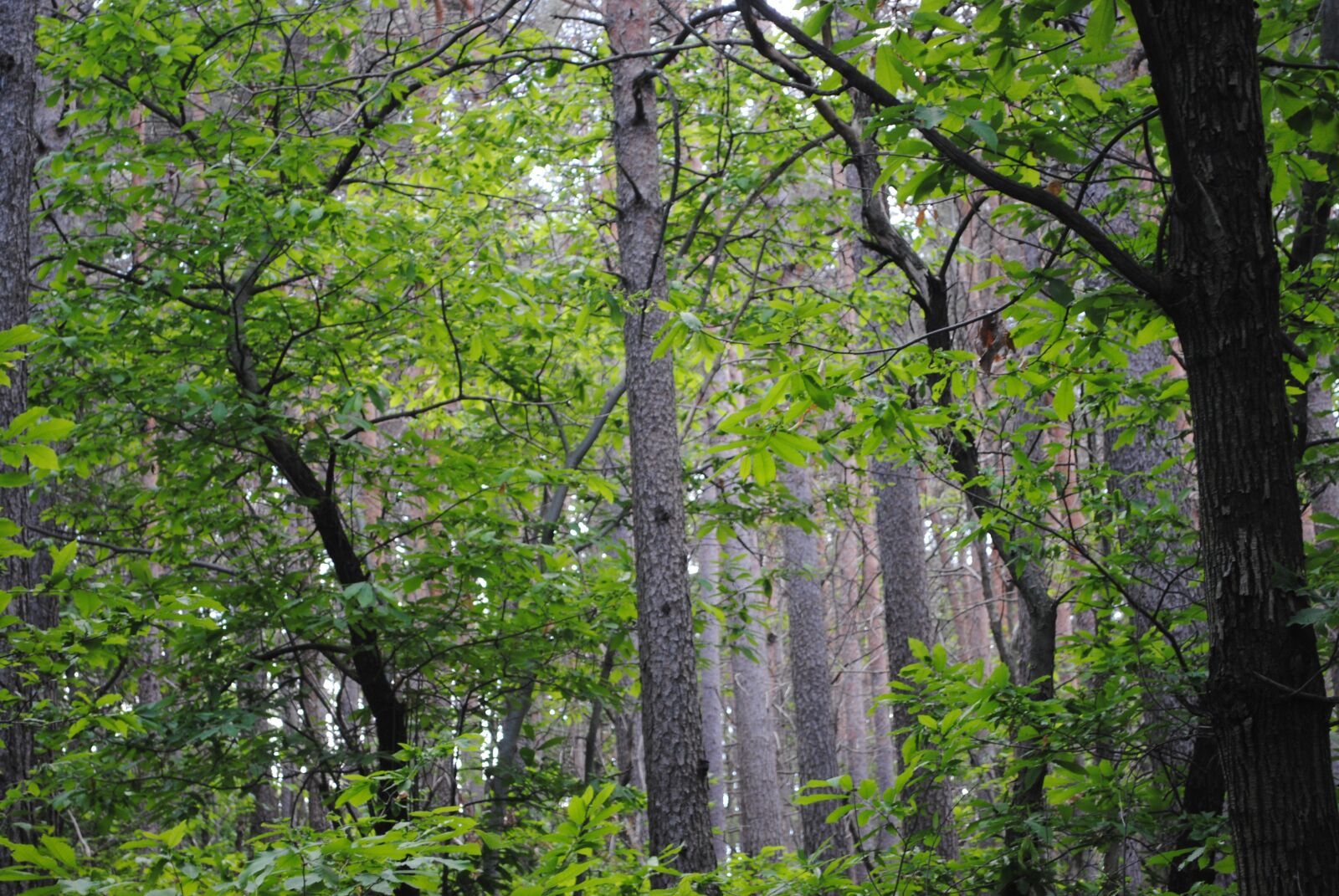 Nikon D3000 sample photo. Forest, nature, magic photography
