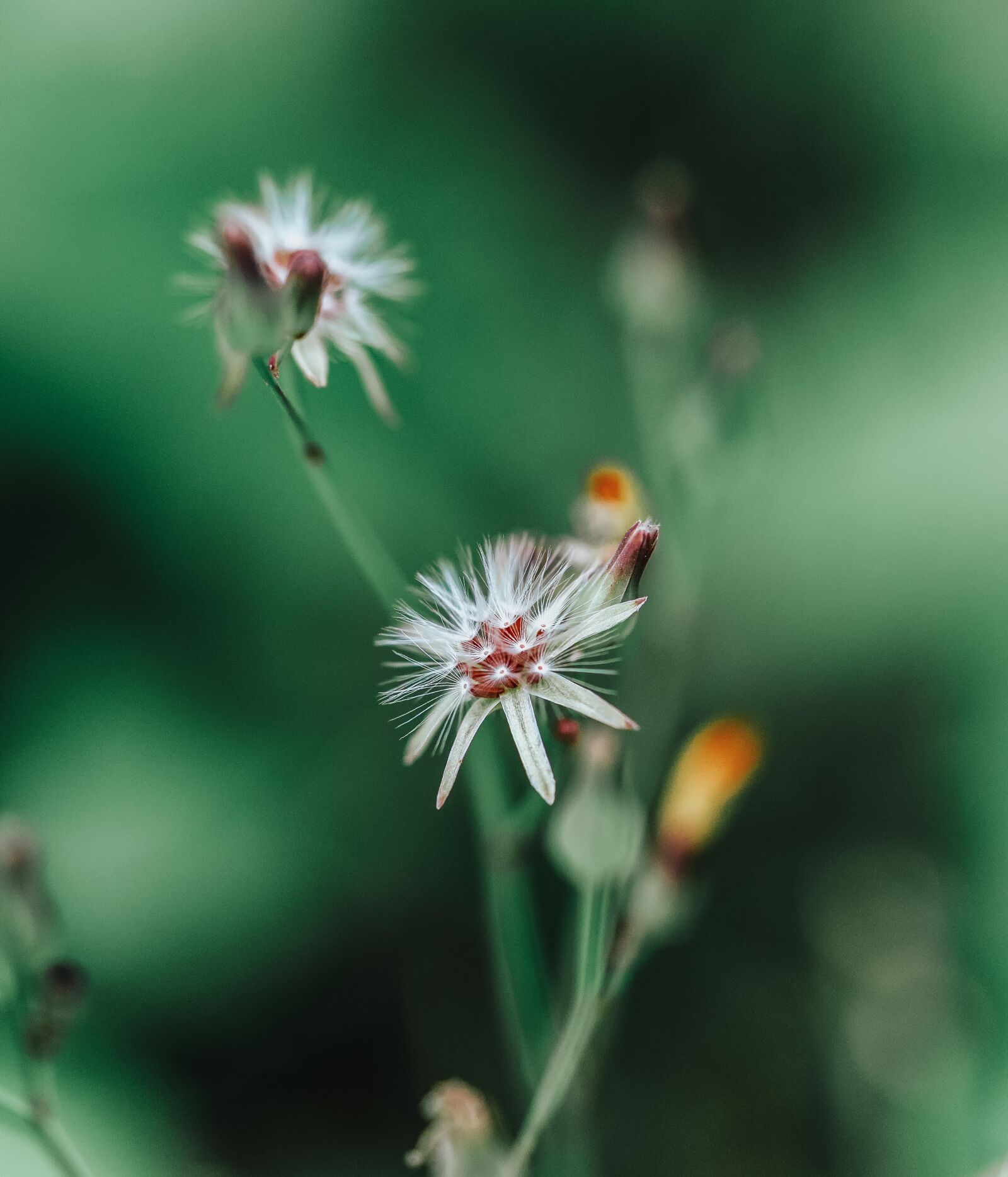 Sony FE 90mm F2.8 Macro G OSS sample photo. Green, flower, grass photography