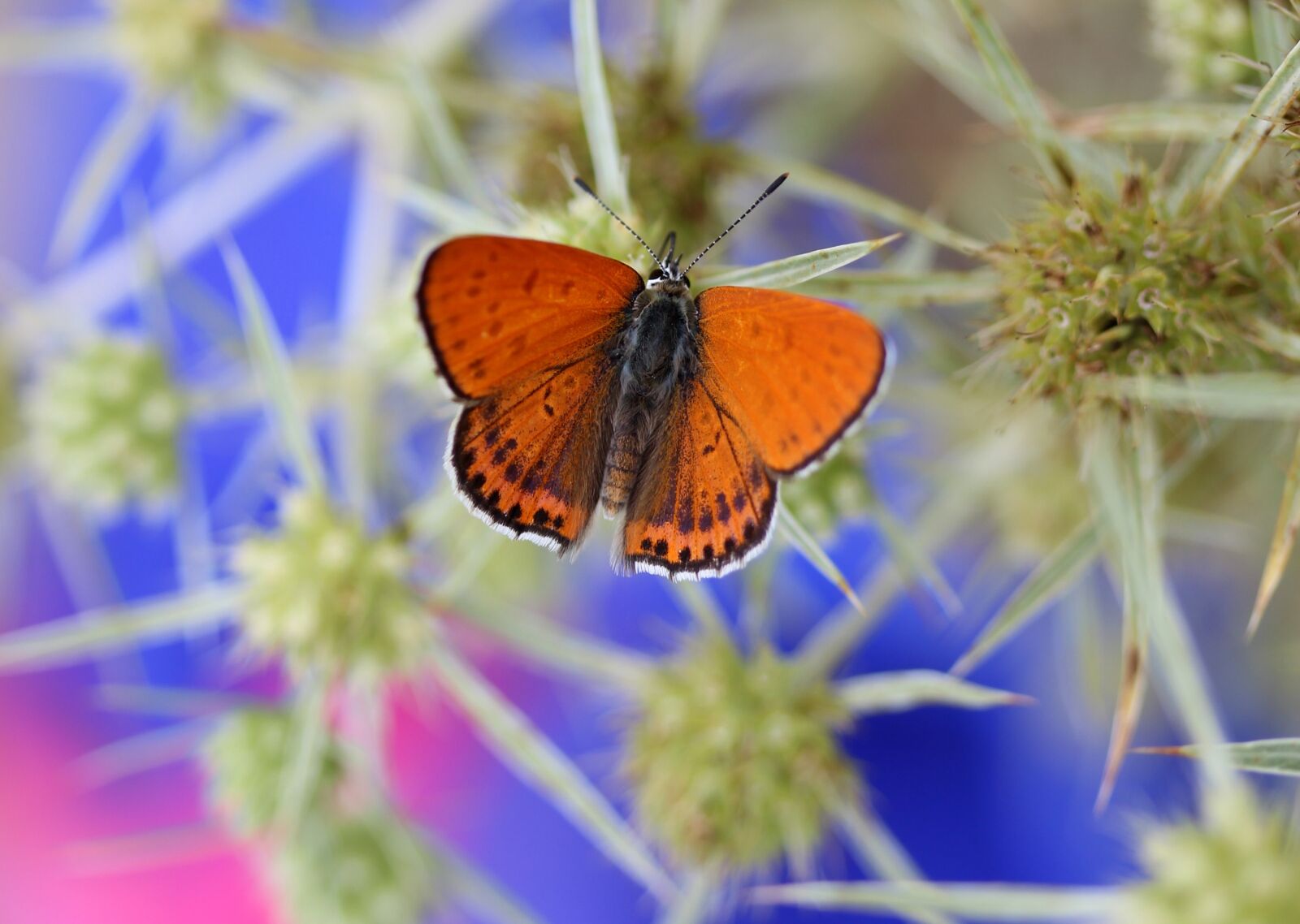 Canon EF-S 60mm F2.8 Macro USM sample photo. Butterfly, red, insecta photography