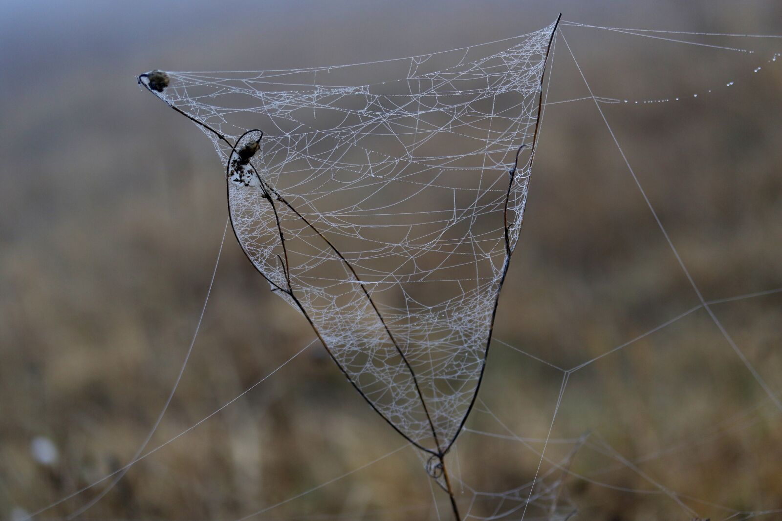 Canon EF-S 60mm F2.8 Macro USM sample photo. Spider web, drops, dew photography