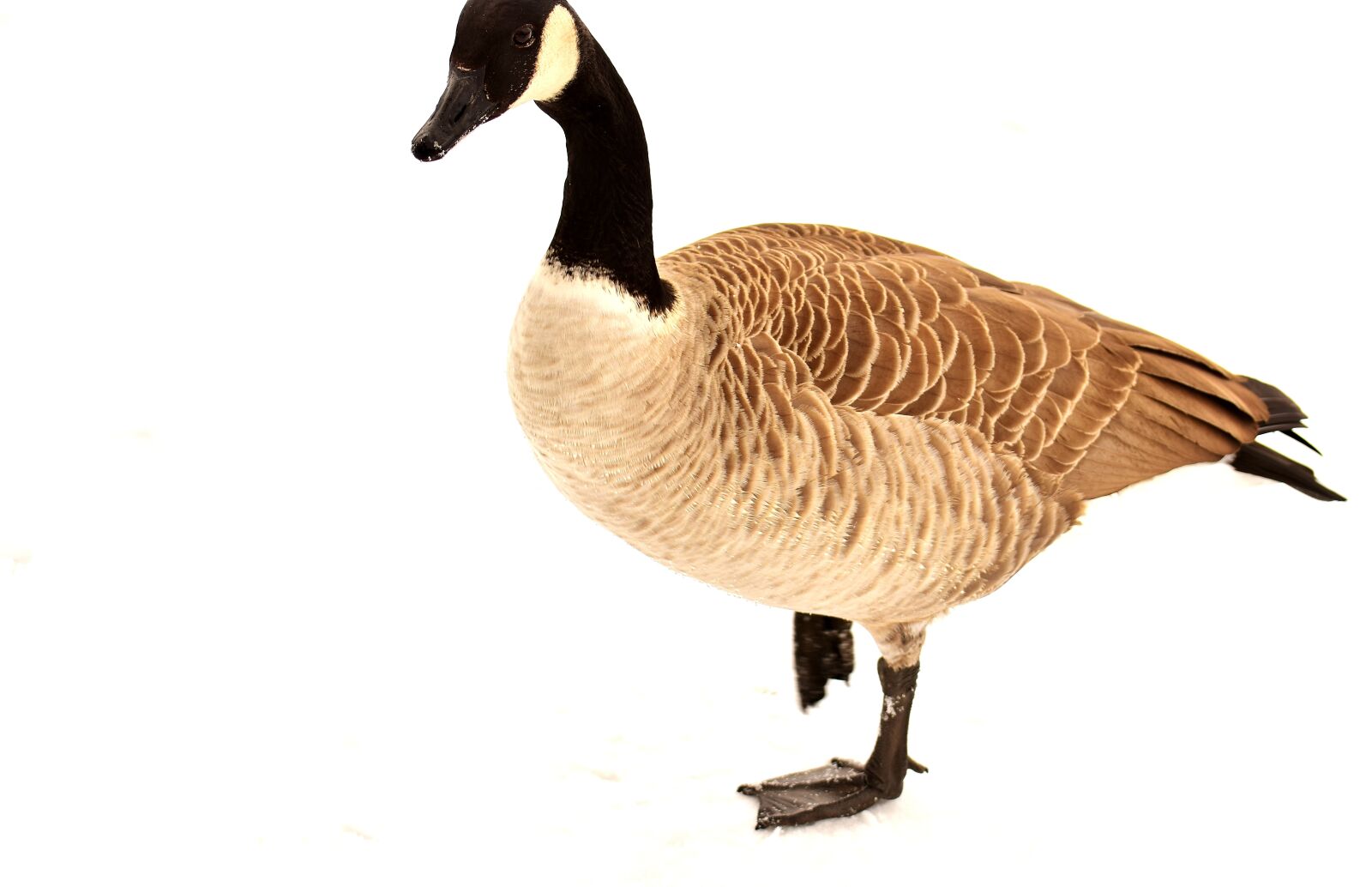 Nikon D7200 sample photo. Goose, waterfowl, poultry photography