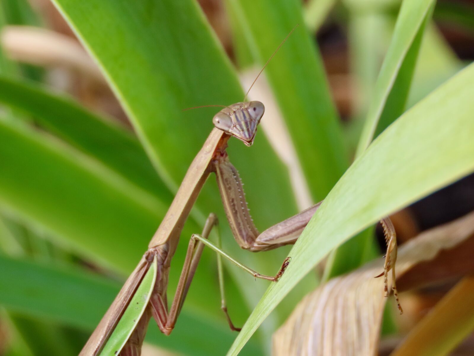 Canon PowerShot SX70 HS sample photo. Insect, mantis, nature photography