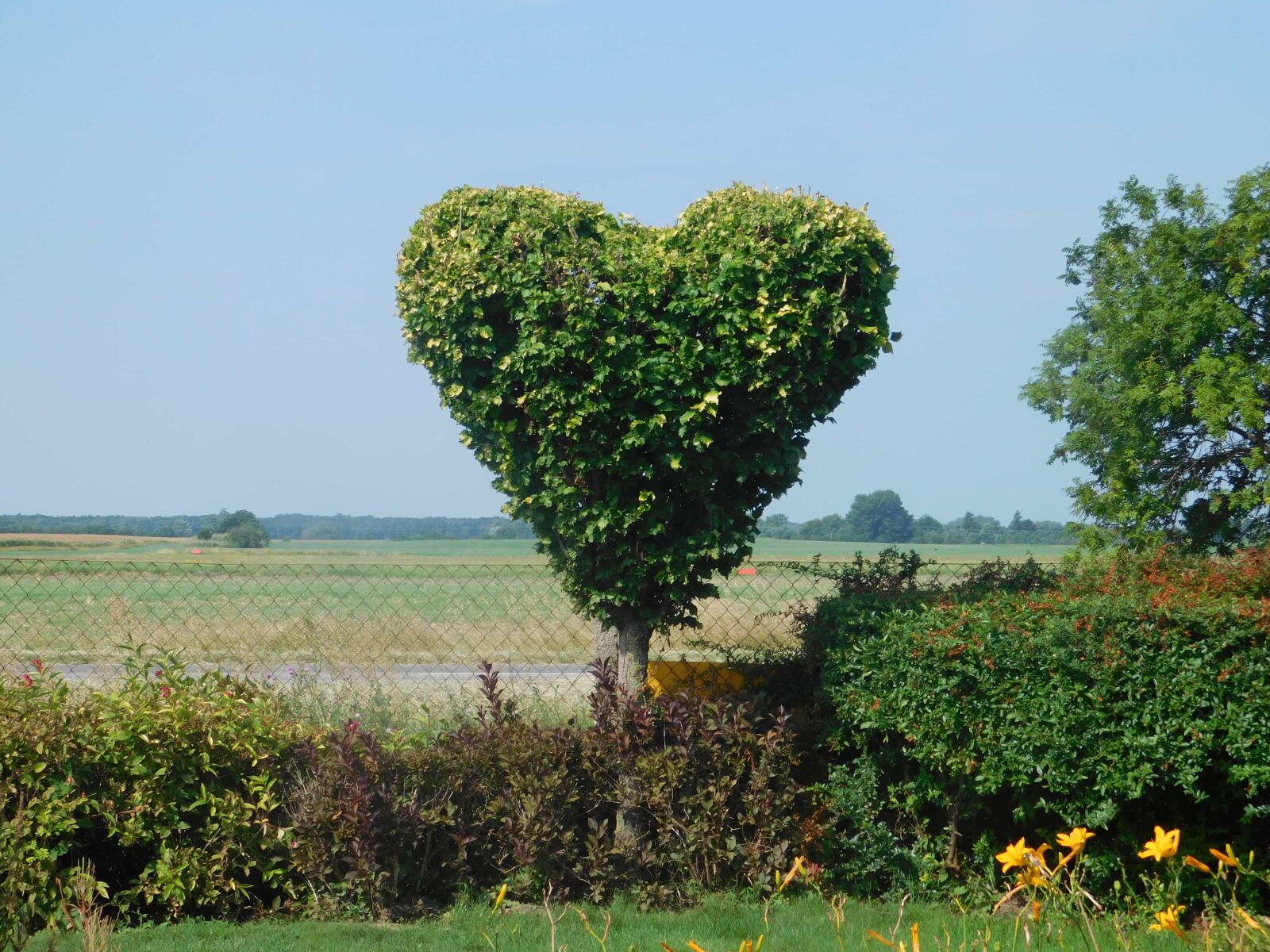 Nikon Coolpix L840 sample photo. Tree, heart, garden, field photography