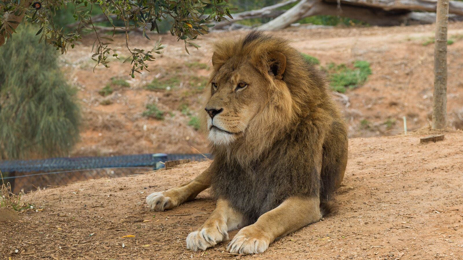 Canon EF 24-105mm F4L IS USM sample photo. Lion, werribee zoo, melbourne photography