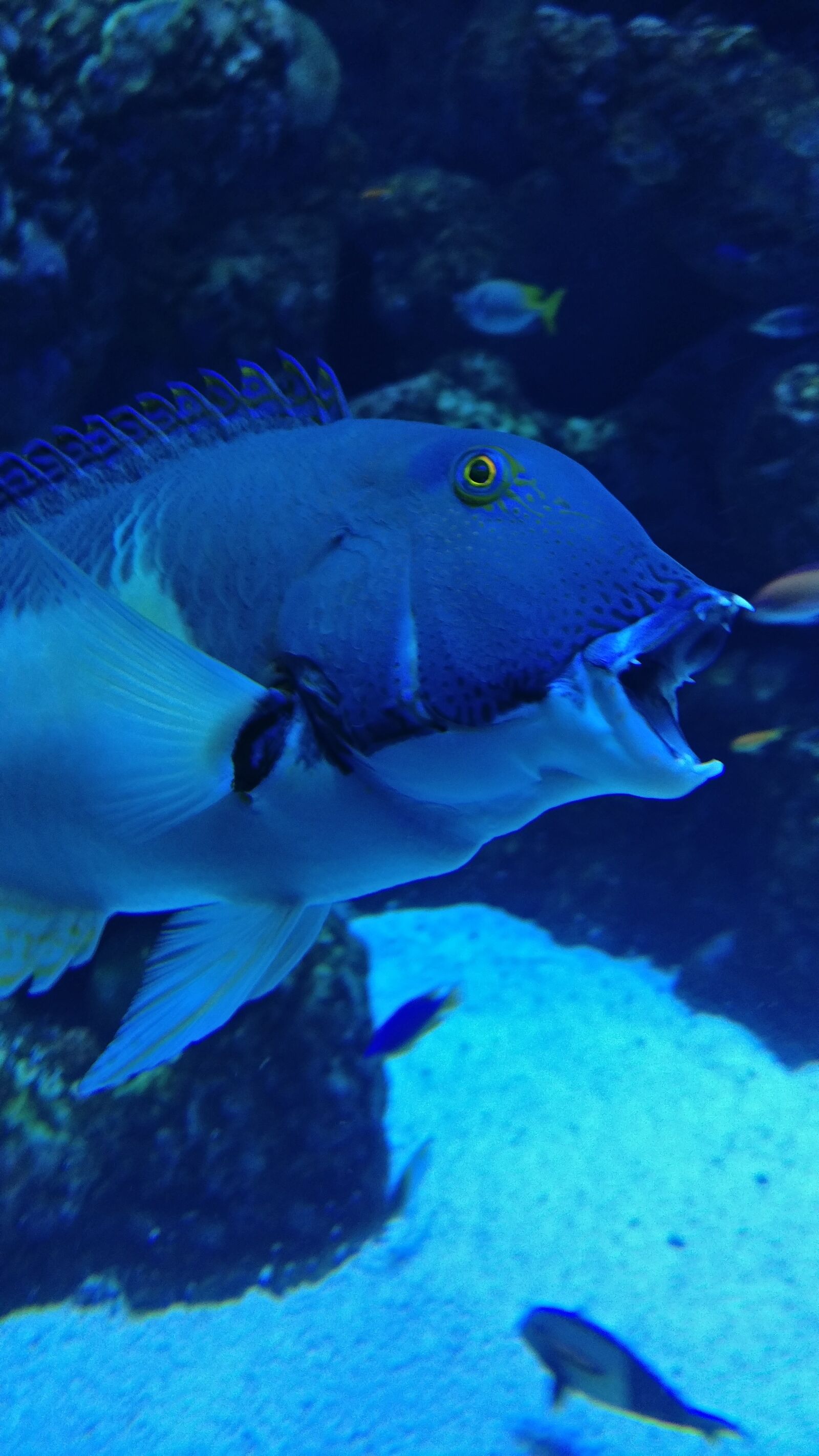 OnePlus A3000 sample photo. Great barrier reef, fish photography