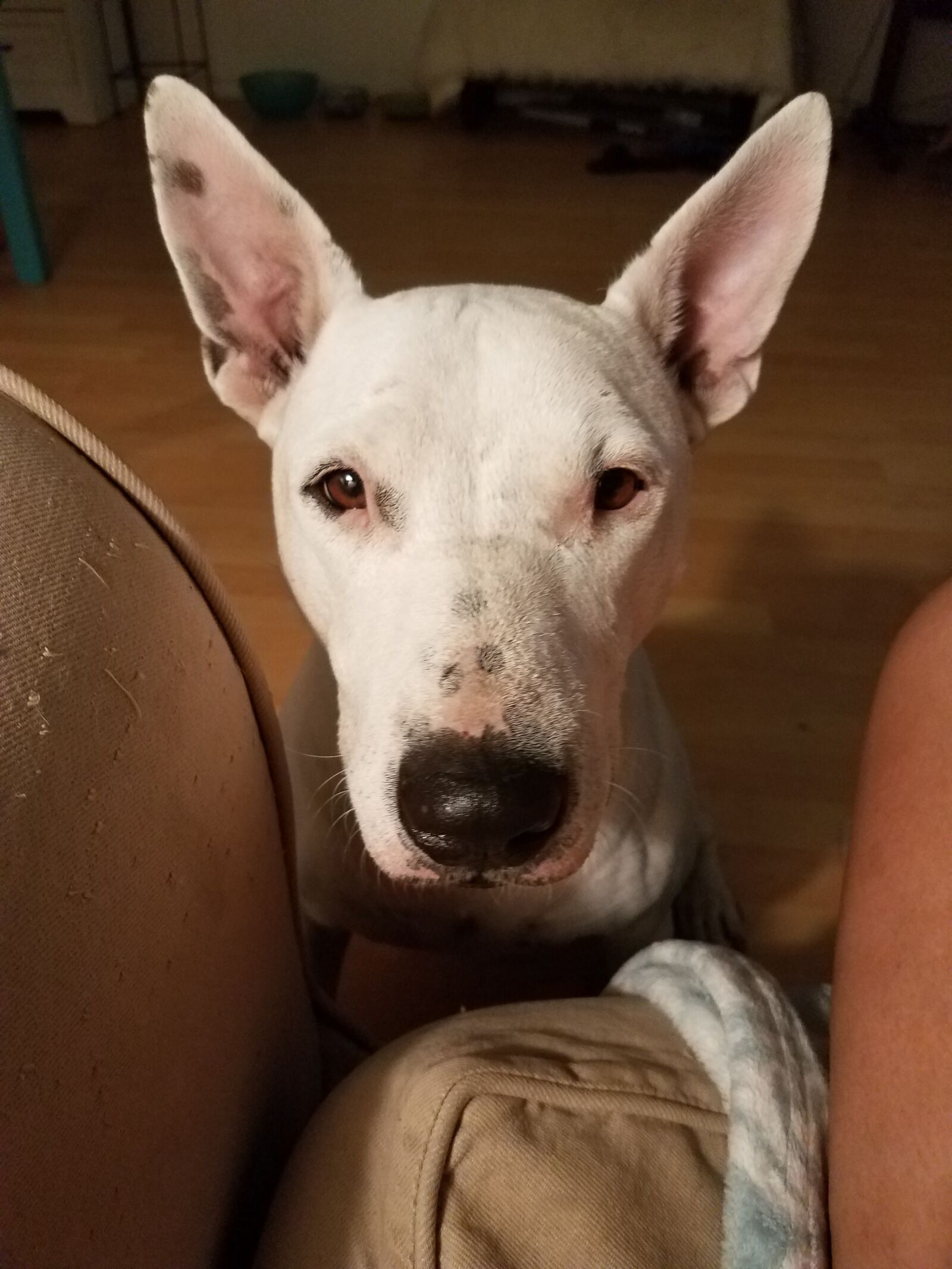 Samsung Galaxy S7 Edge sample photo. Dog, english bull terrier photography