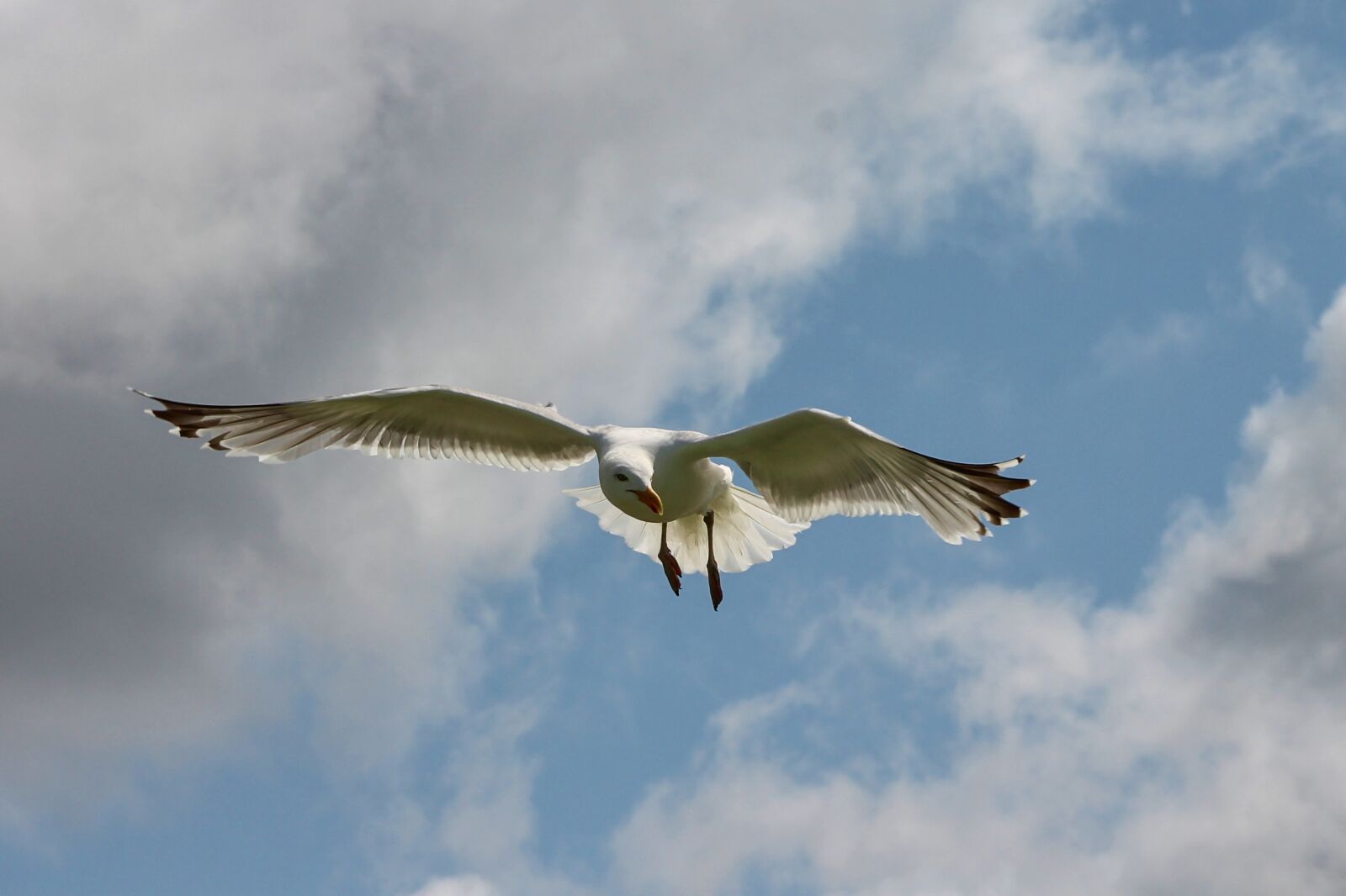 Canon EOS 1100D (EOS Rebel T3 / EOS Kiss X50) sample photo. Seagull, flight, seevogel photography