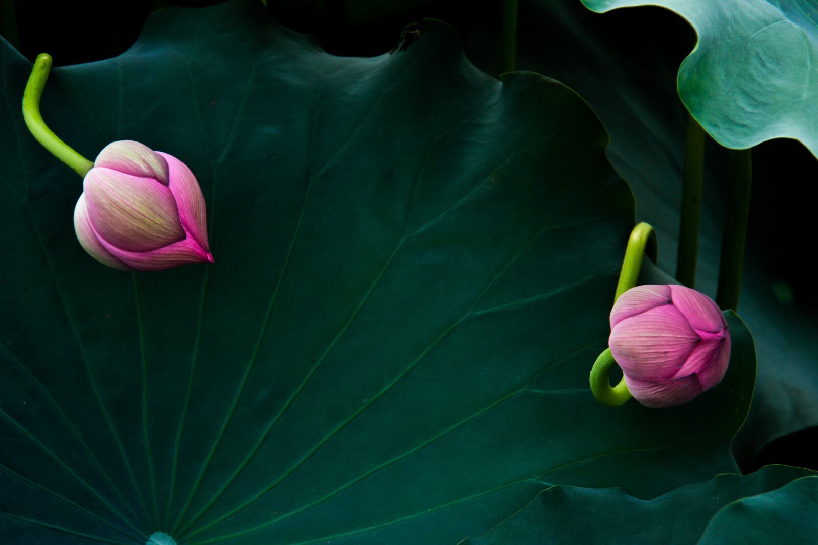 Canon EF-S 18-200mm F3.5-5.6 IS sample photo. Lotus, bud, chase photography