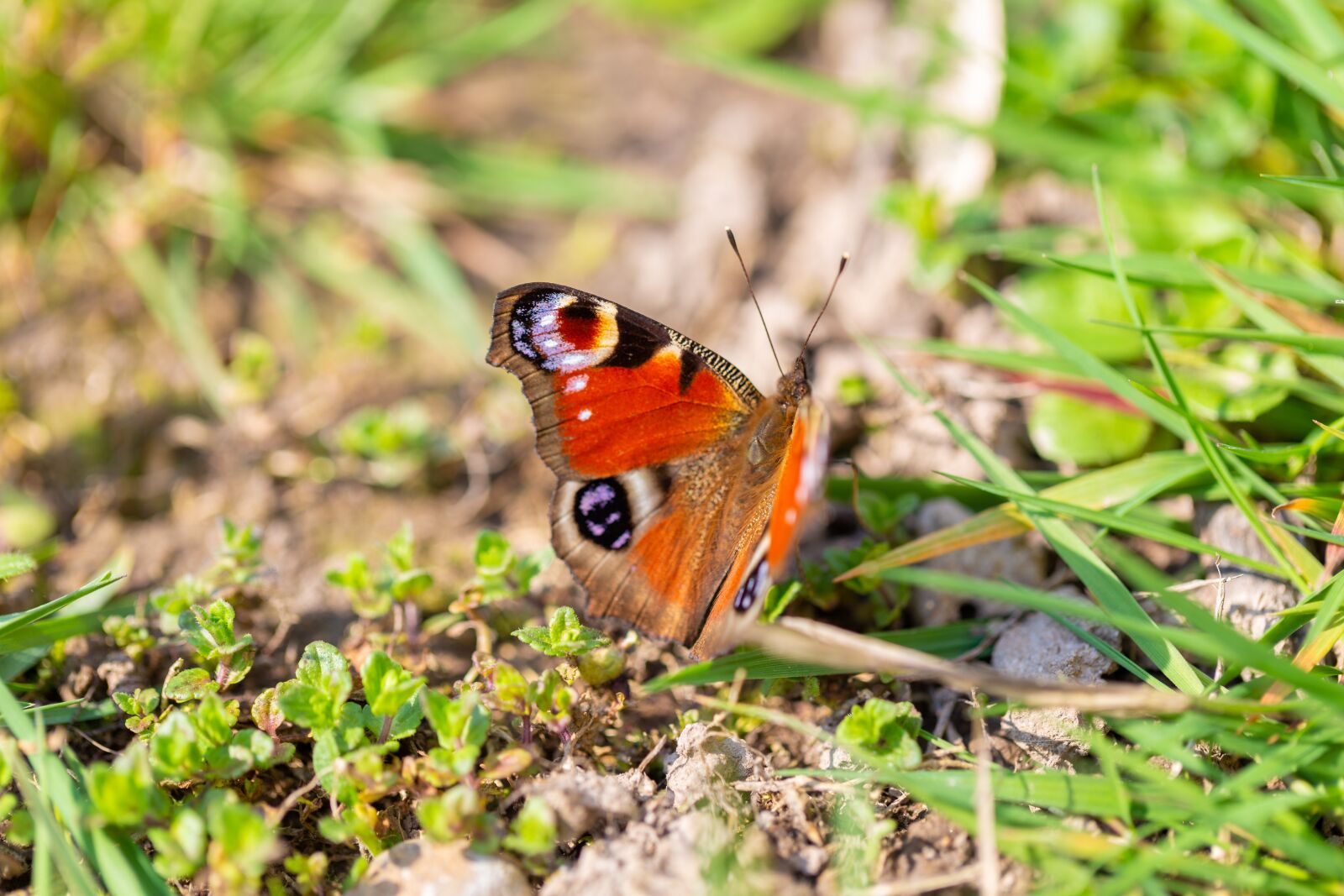 Canon EF 100mm F2.8L Macro IS USM sample photo. Butterfly, insect, nature photography