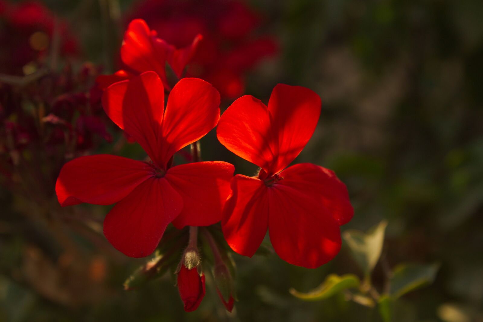 Canon EOS 1300D (EOS Rebel T6 / EOS Kiss X80) sample photo. Geranium, red, flowers photography