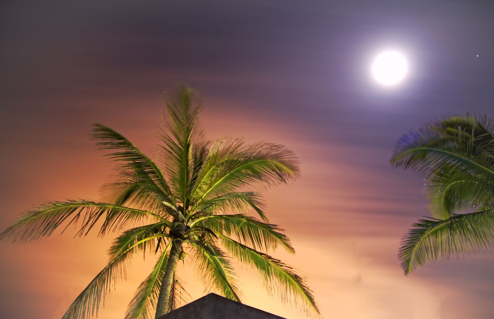 Nikon D700 sample photo. Tropical, arecaceae, beach photography