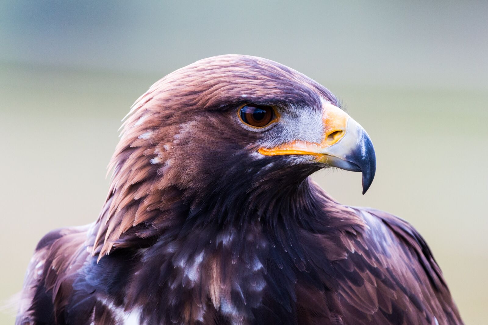 150-600mm F5-6.3 DG OS HSM | Contemporary 015 sample photo. Golden eagle, adler, bird photography