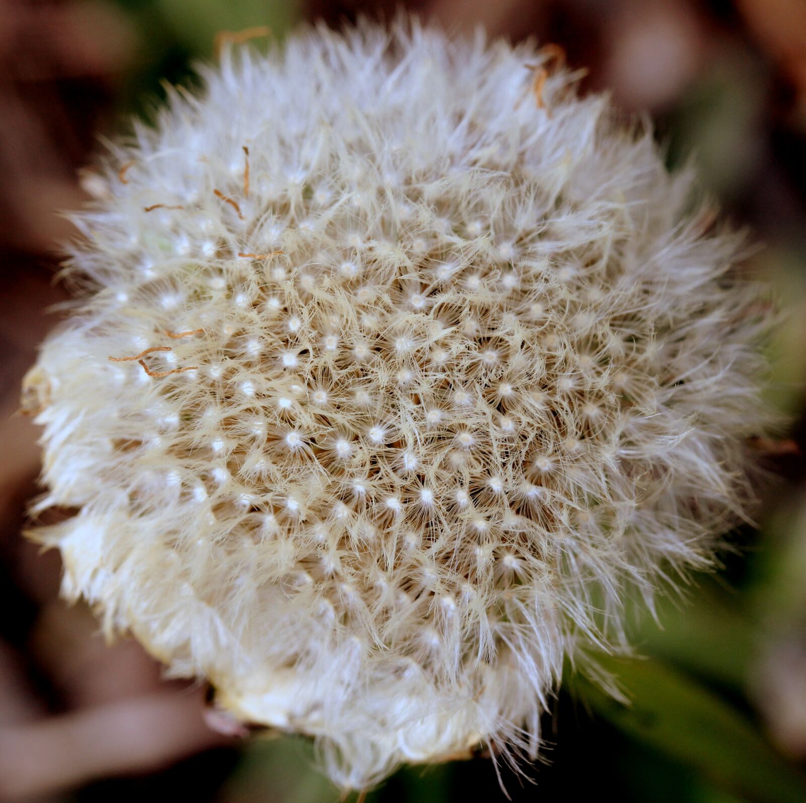 Canon EF-S 60mm F2.8 Macro USM sample photo. Dandelion, down, white photography