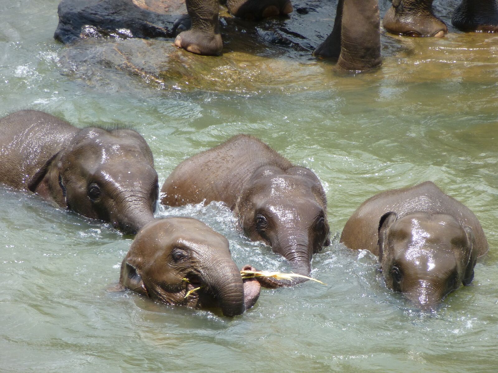 Panasonic Lumix DMC-ZS15 (Lumix DMC-TZ25) sample photo. Elephant, young elephants, sri photography