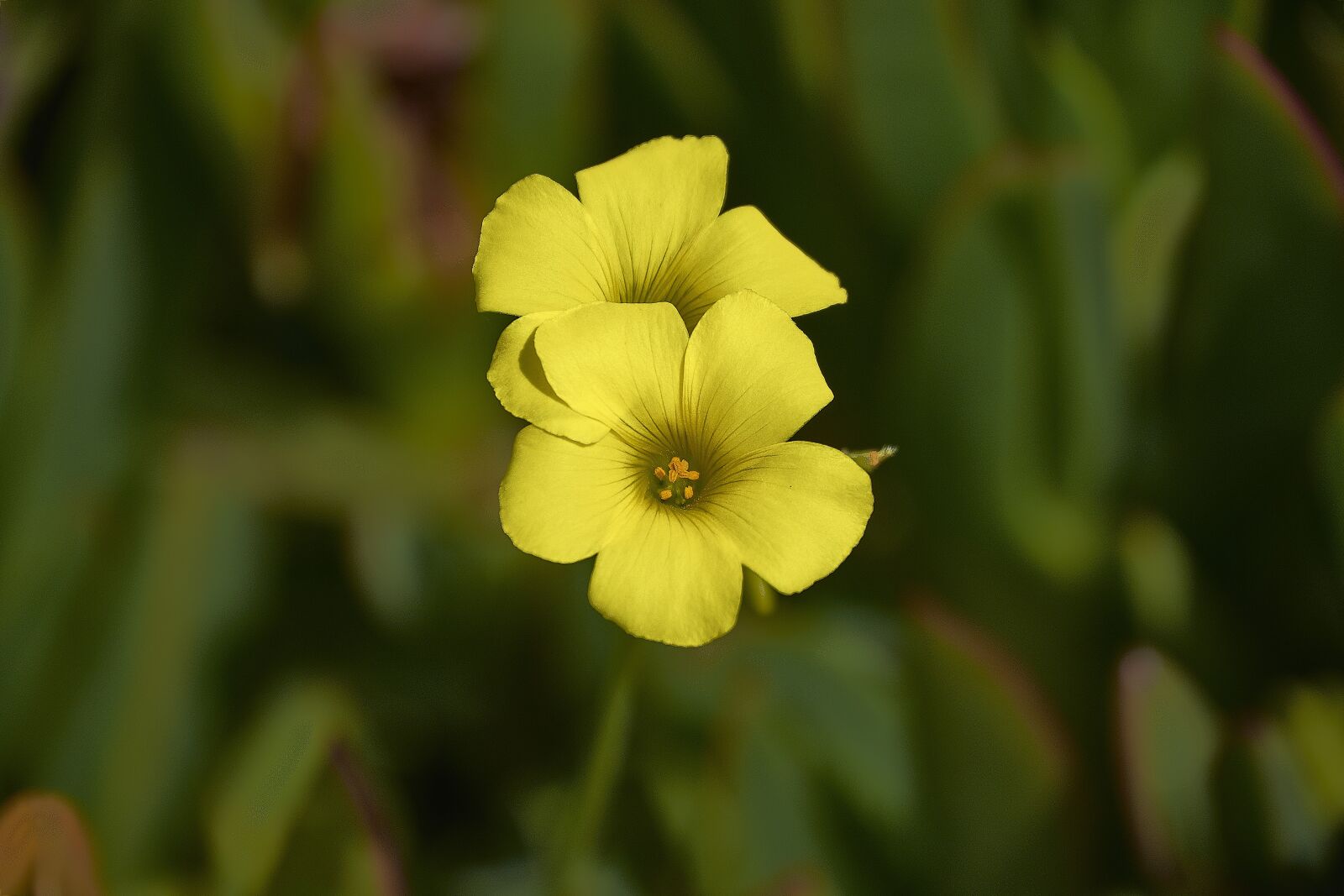 Nikon D7200 sample photo. Flower, garden, plant photography
