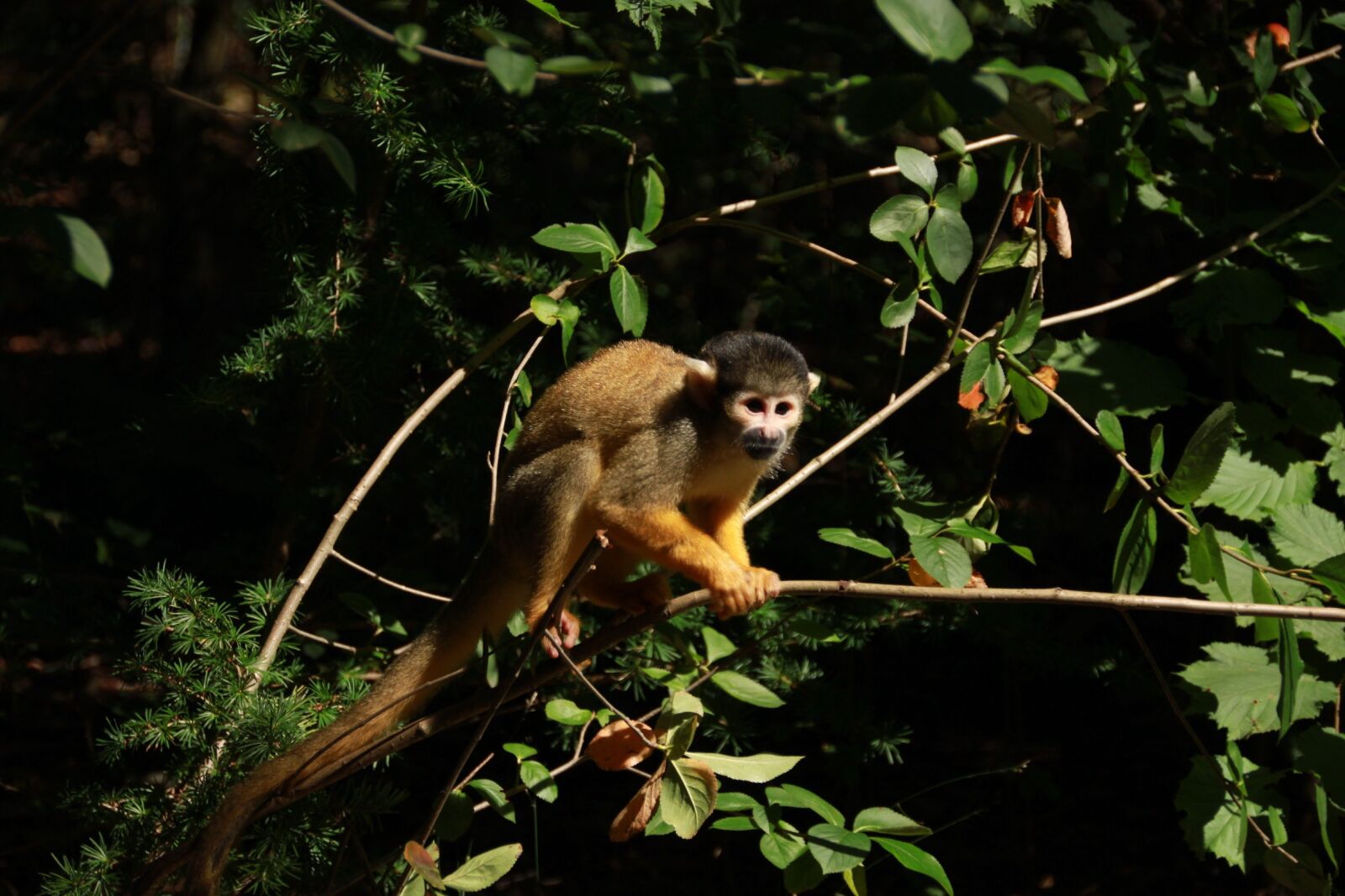 Canon EOS 500D (EOS Rebel T1i / EOS Kiss X3) sample photo. Monkey, forest, zoo photography
