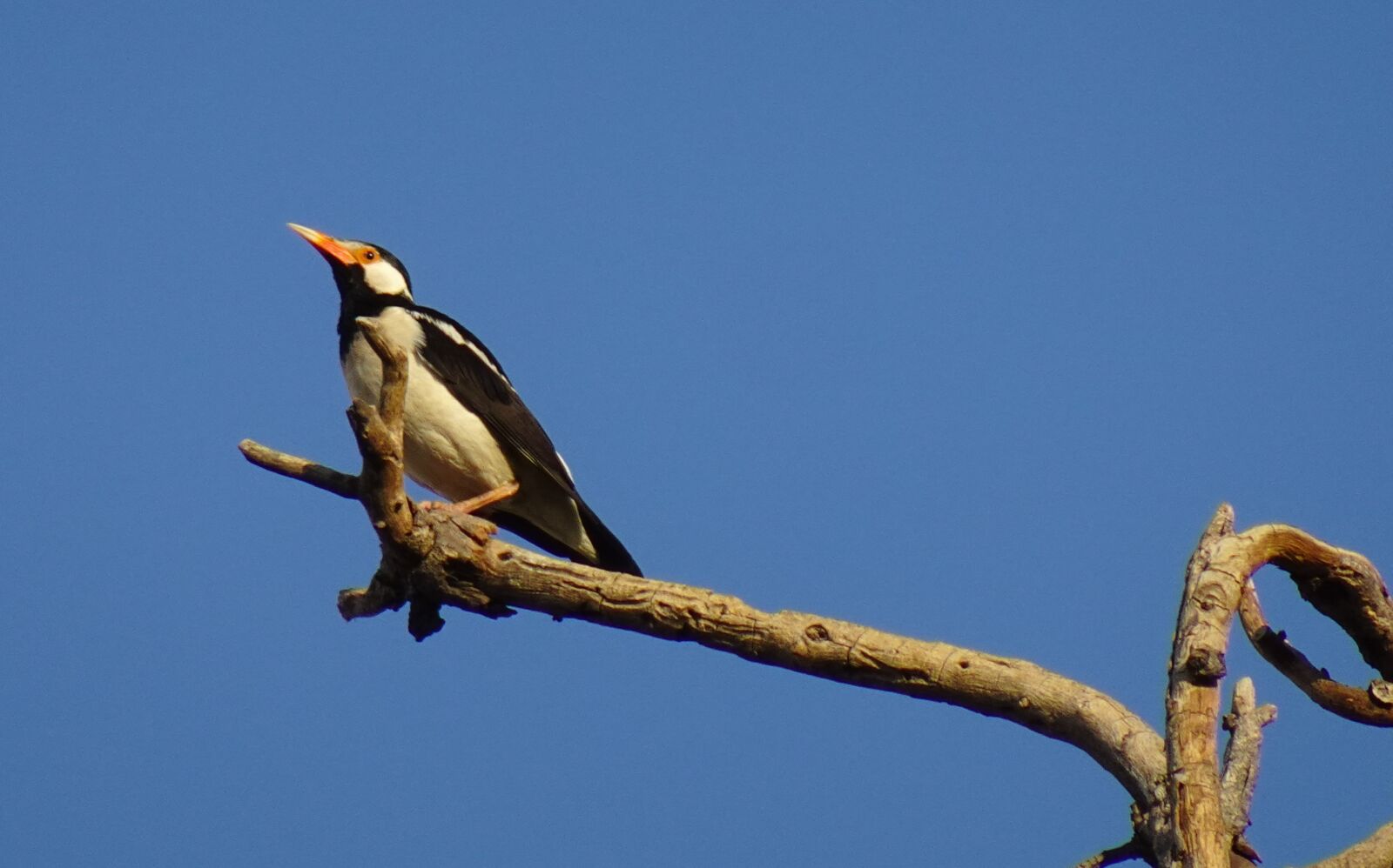 Sony DSC-WX800 sample photo. Bird, pied myna, starling photography