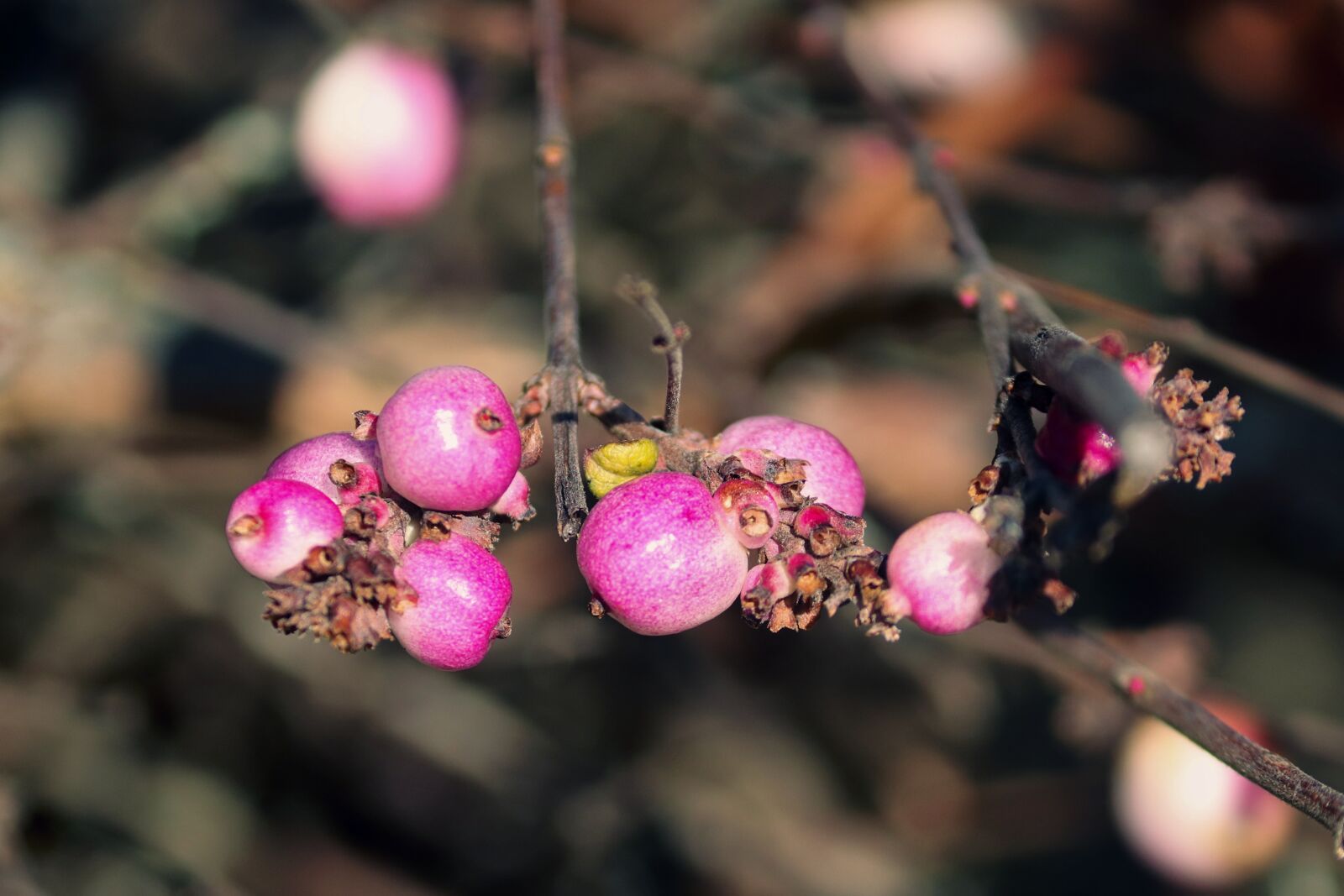 Canon EOS 200D (EOS Rebel SL2 / EOS Kiss X9) sample photo. Purple berry, symphoricarpos doorenbosii photography