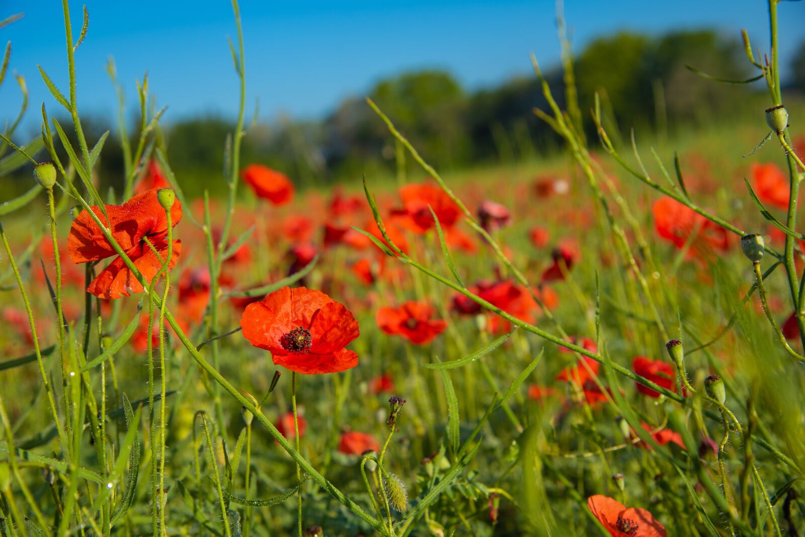 Nikon D750 sample photo. Poppy, field of poppies photography