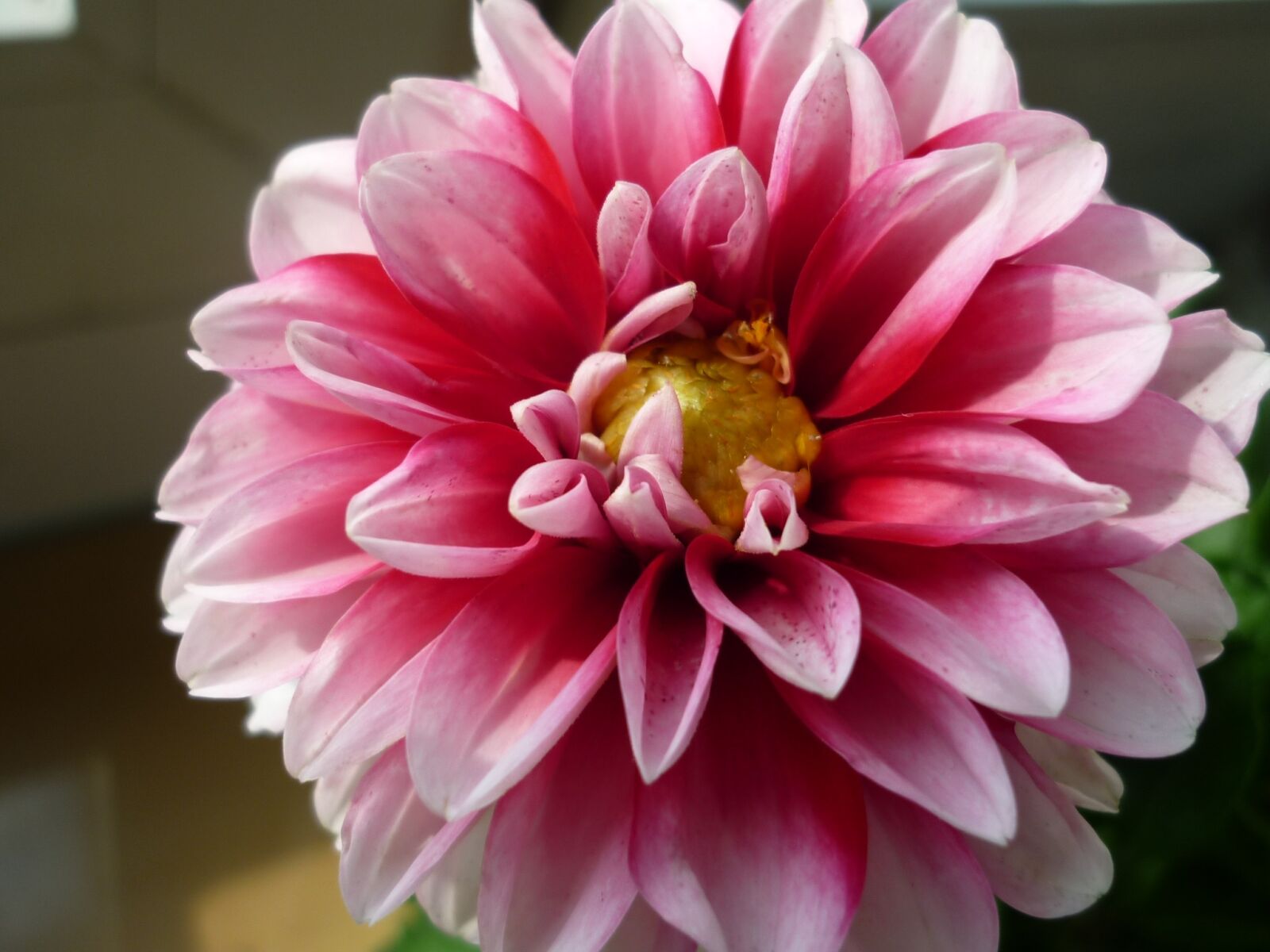 Panasonic Lumix DMC-FS6 sample photo. Dahlia, flower, flower garden photography