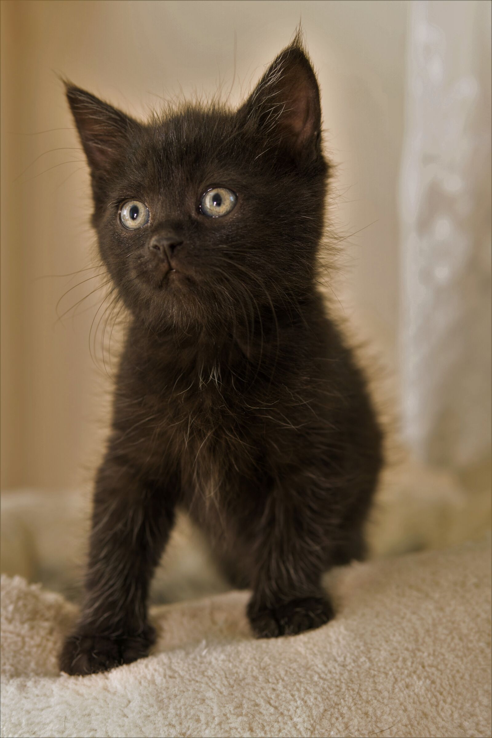 30mm F1.4 DC DN | Contemporary 016 sample photo. Kitten, cat baby, small photography