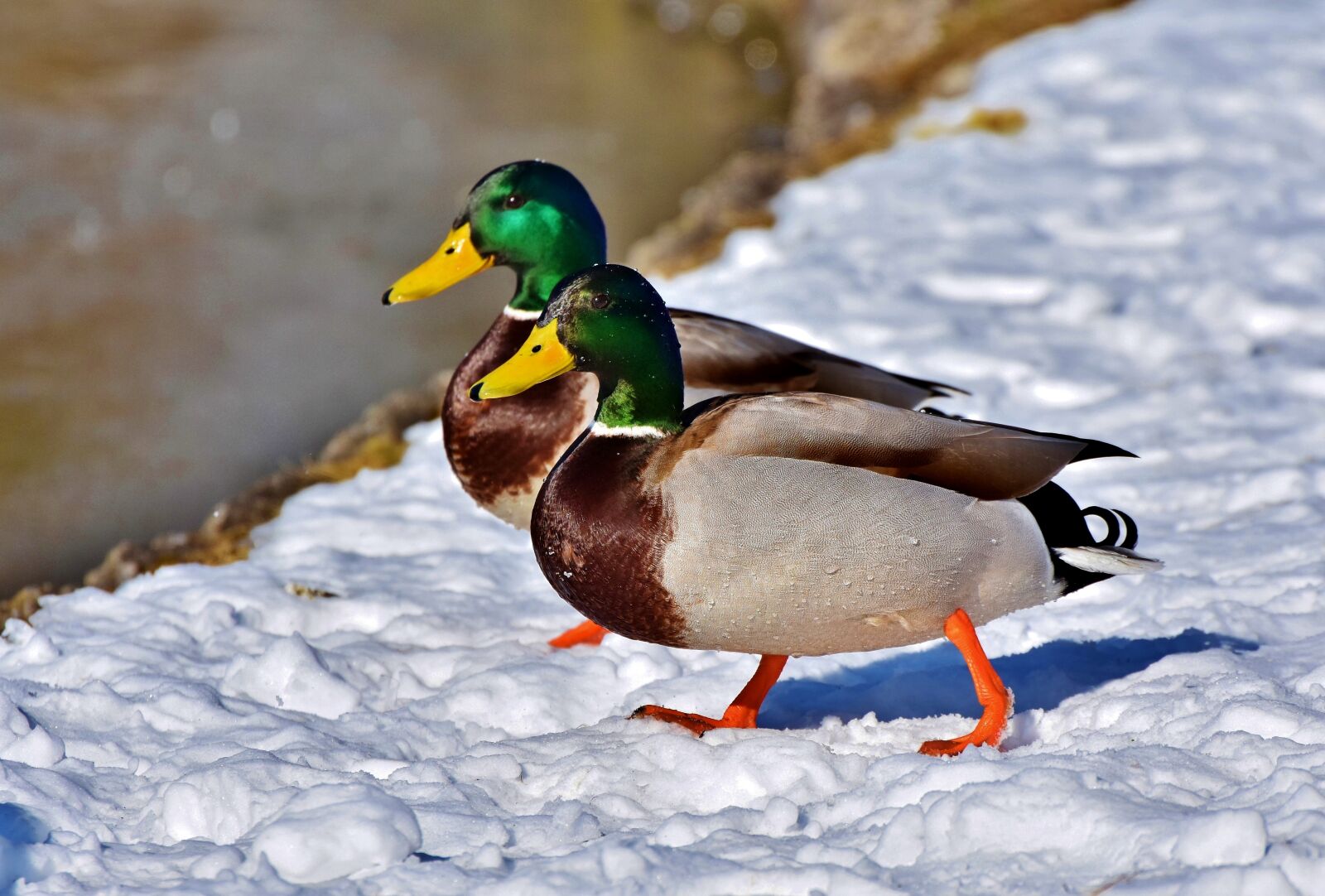 Nikon D7200 sample photo. Mallard, duck, water bird photography