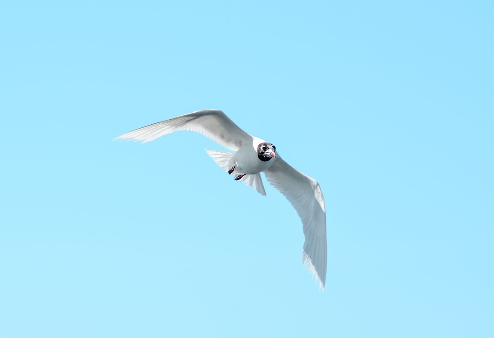 Nikon D7200 sample photo. Seagull, bird, water bird photography