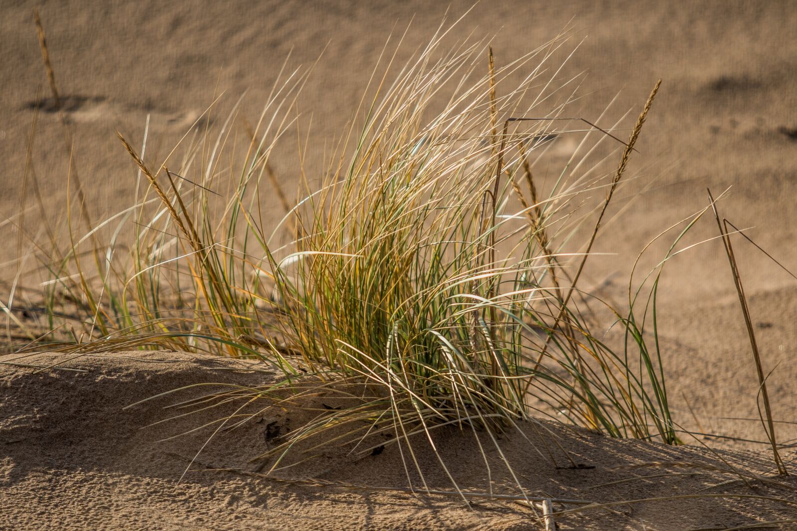 Canon EOS 7D Mark II + Canon EF 70-200mm F2.8L USM sample photo. Beach, reed, nature photography
