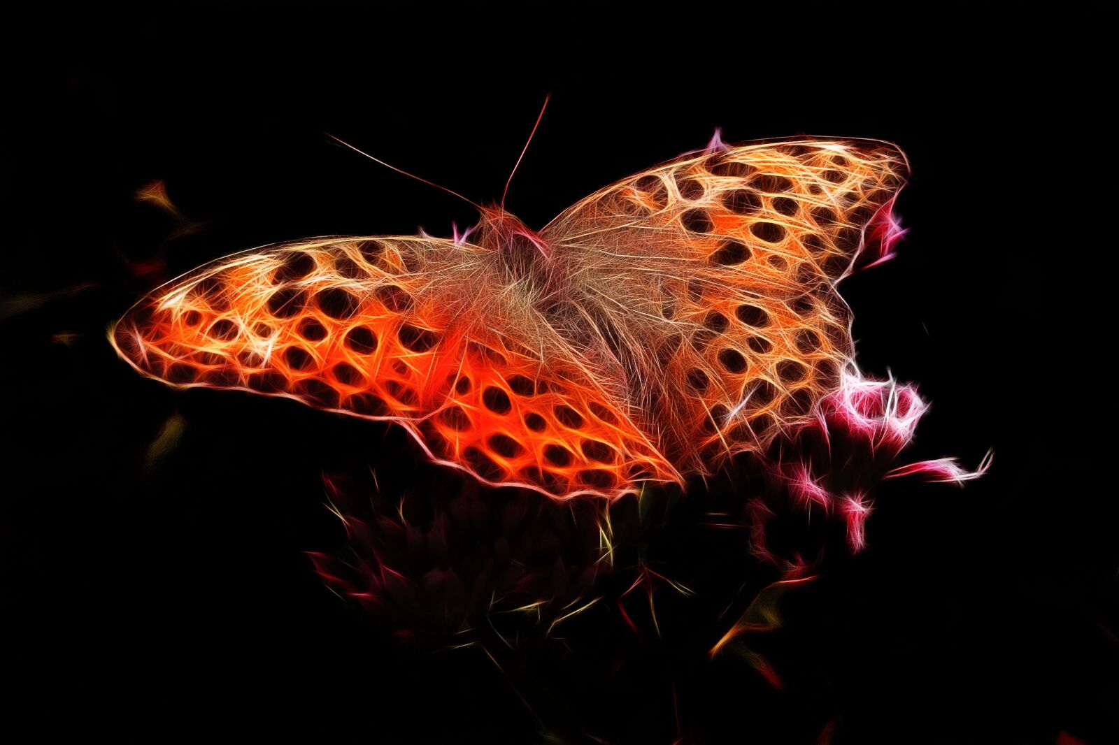 Canon PowerShot G15 sample photo. Fractalius, fiery mother-of-pearl moth photography