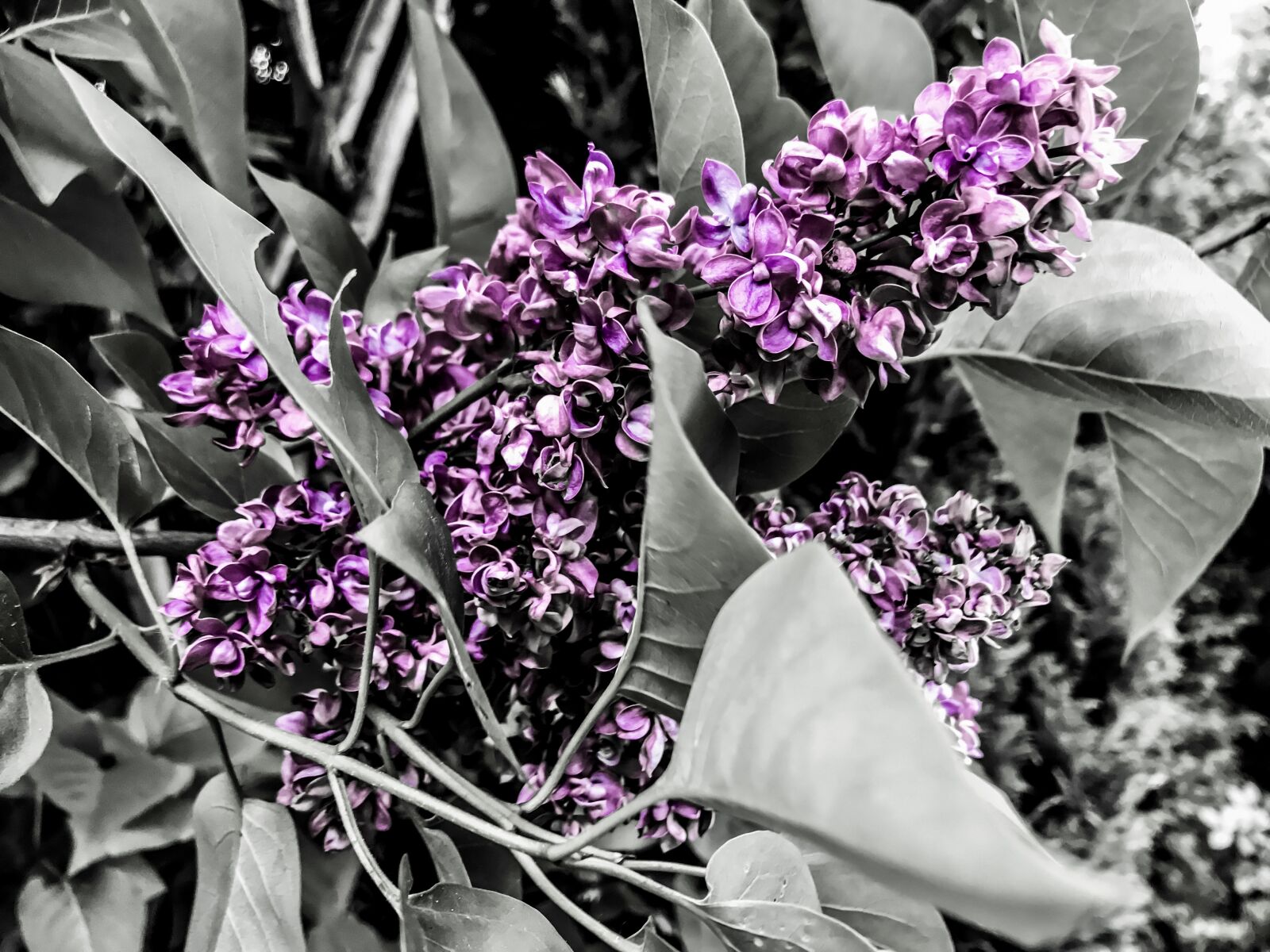 iPhone 7 back camera 3.99mm f/1.8 sample photo. Lilac, oleaceae, ornamental shrub photography