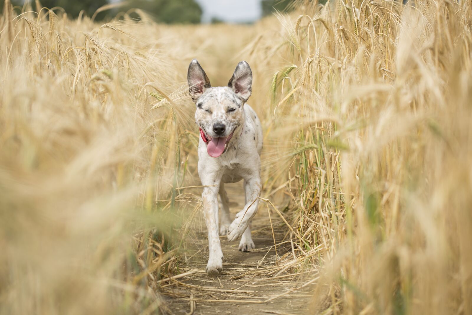Canon EF 100mm F2.8 Macro USM sample photo. Dog, running, pet photography