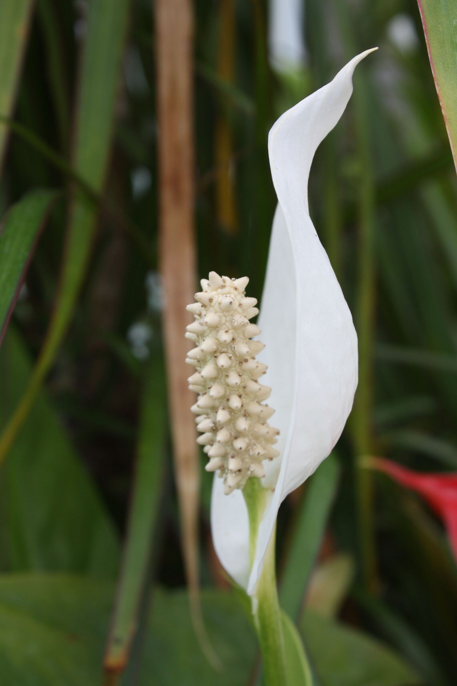 Canon EOS 450D (EOS Rebel XSi / EOS Kiss X2) sample photo. Peace lily, white, stamen photography