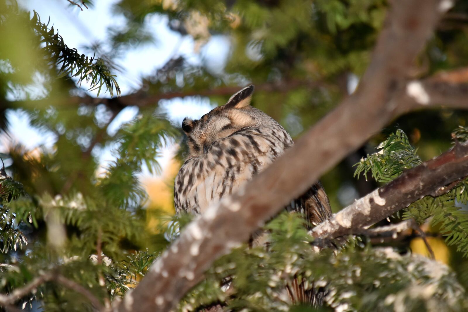 Nikon D5500 sample photo. Branches, great horned owl photography
